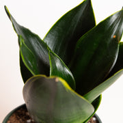 Snake Plant 'Birds Nest - Emerald Star' 4" - Urban Sprouts