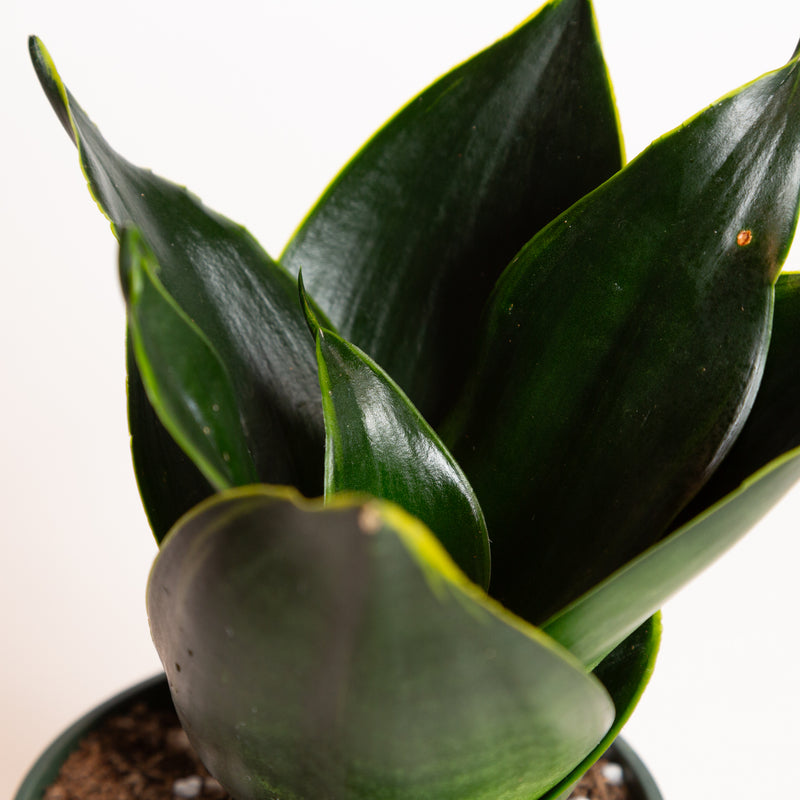 Snake Plant 'Birds Nest - Emerald Star' 4"