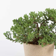 Urban Sprouts Plant Bonsai 'Juniper'