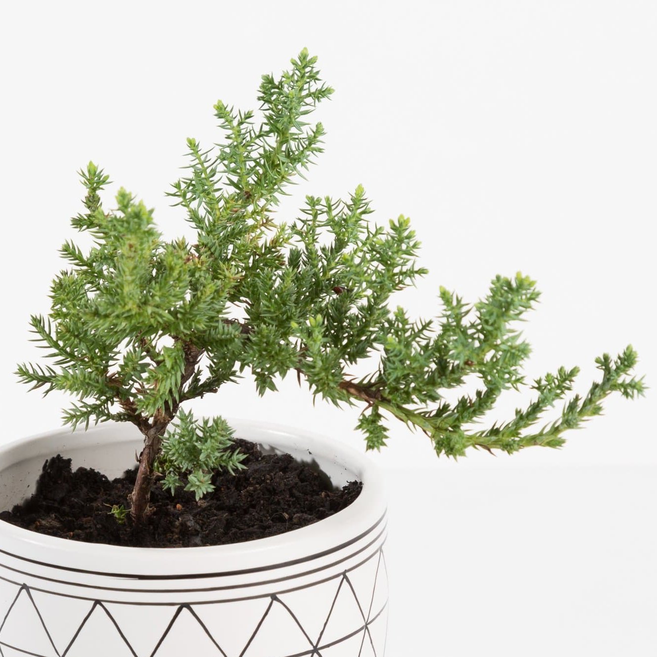 Urban Sprouts Plant Bonsai 'Juniper'