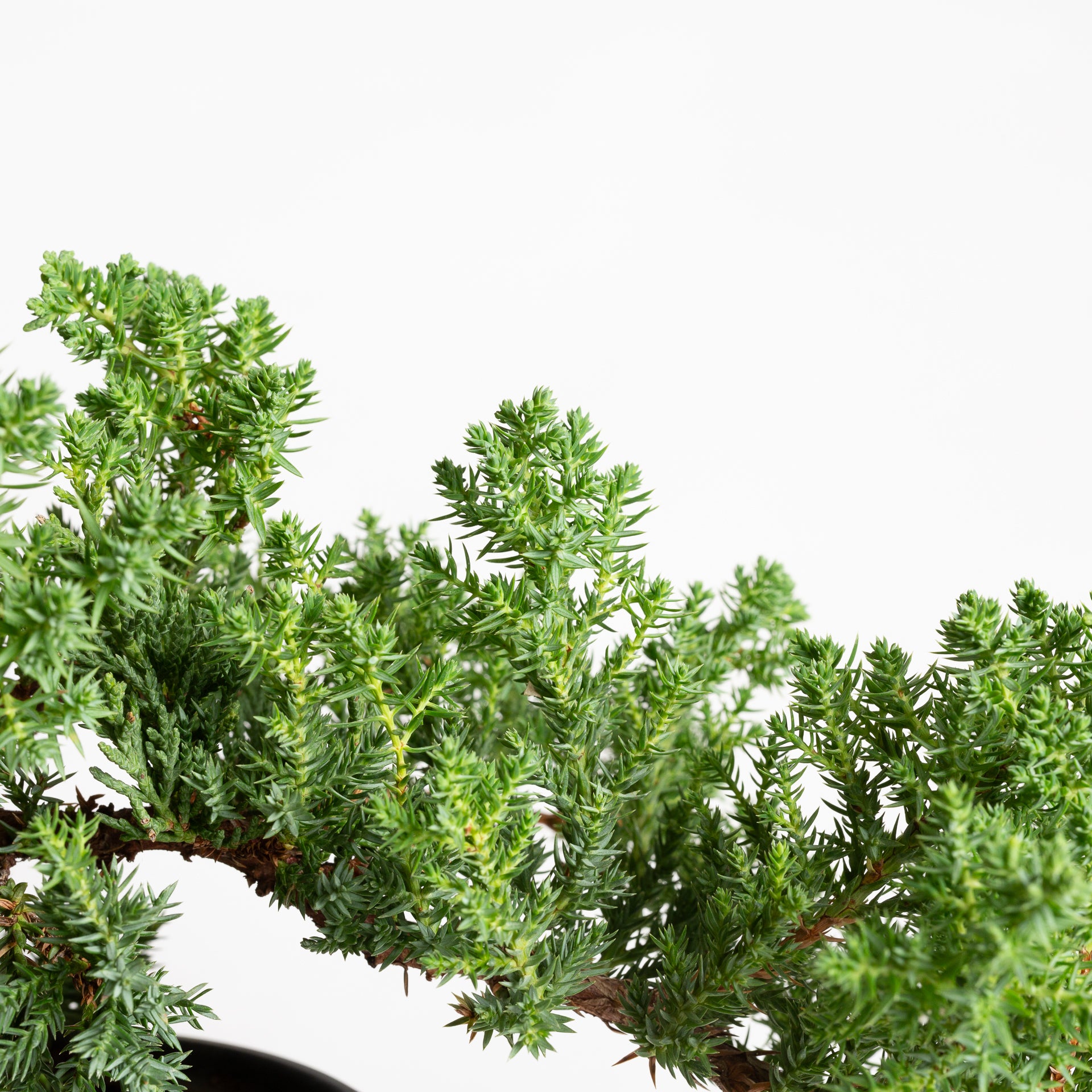 Bonsai 'Juniper' 6" (15 - 20 years old) - Urban Sprouts