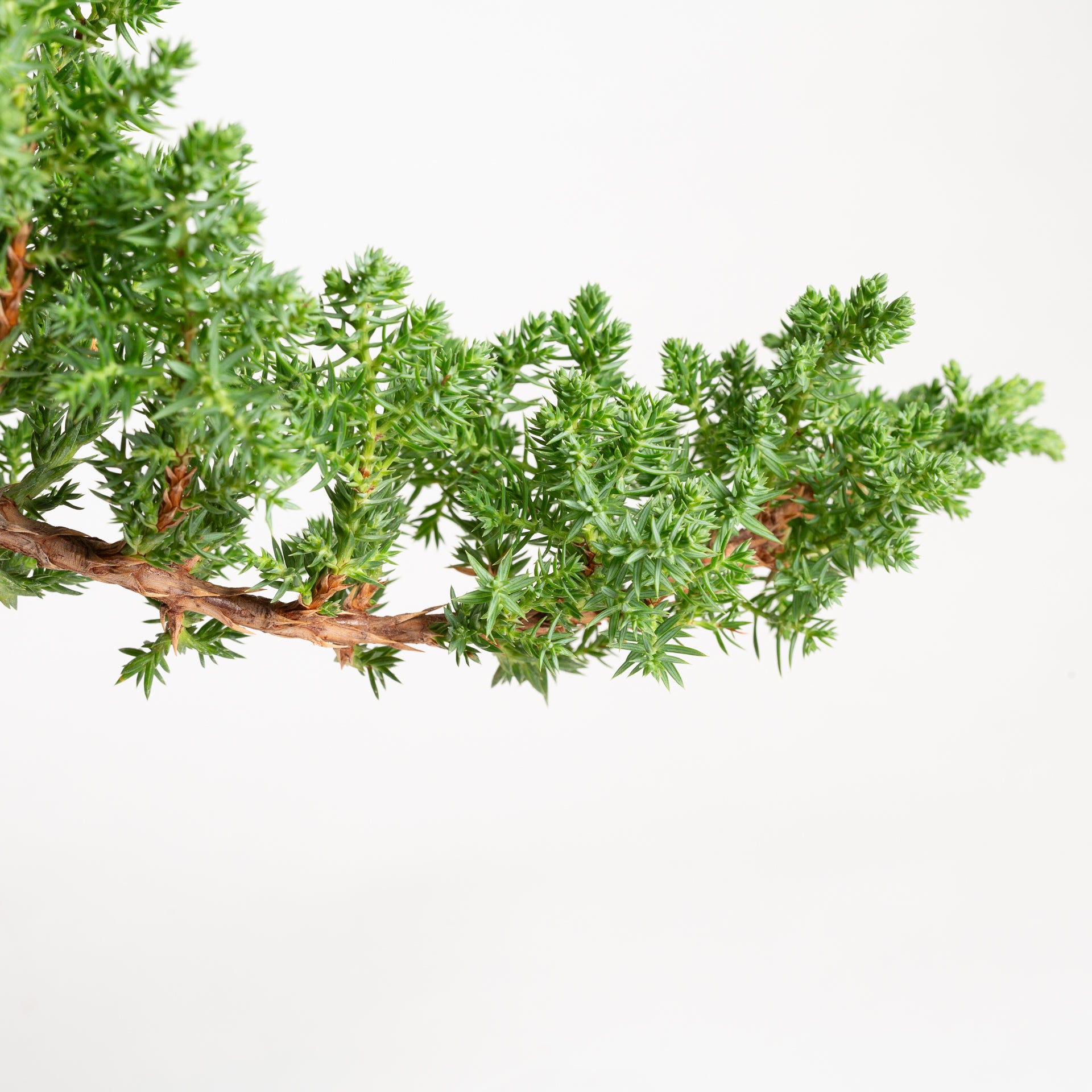 Bonsai 'Juniper' 6" (15 - 20 years old) - Urban Sprouts