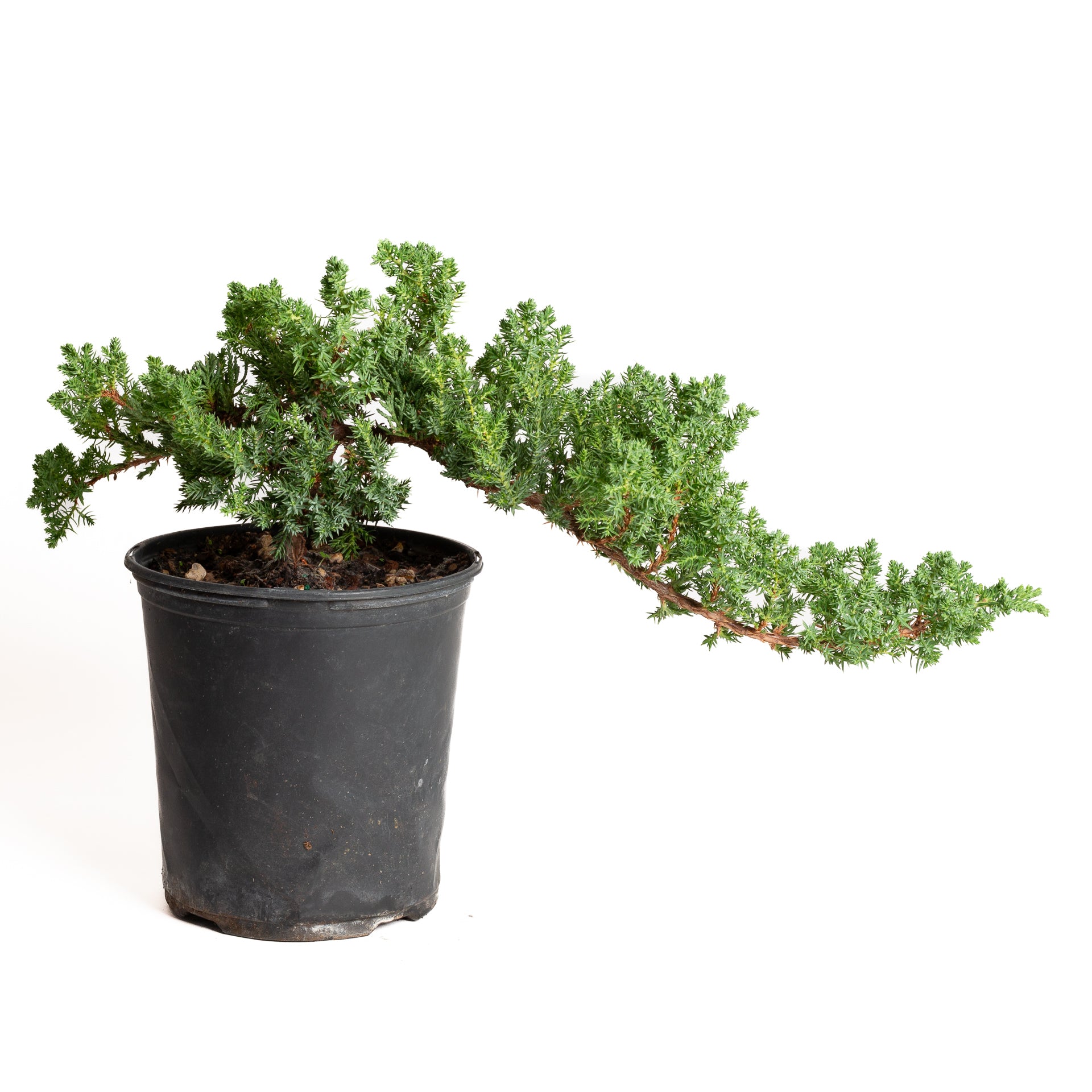 Bonsai 'Juniper' 6" (15 - 20 years old) - Urban Sprouts