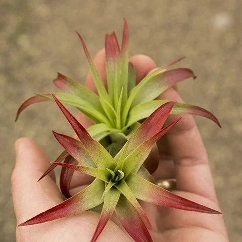 Air Plant 'Brachycaulos - Red' 2-3" - Urban Sprouts