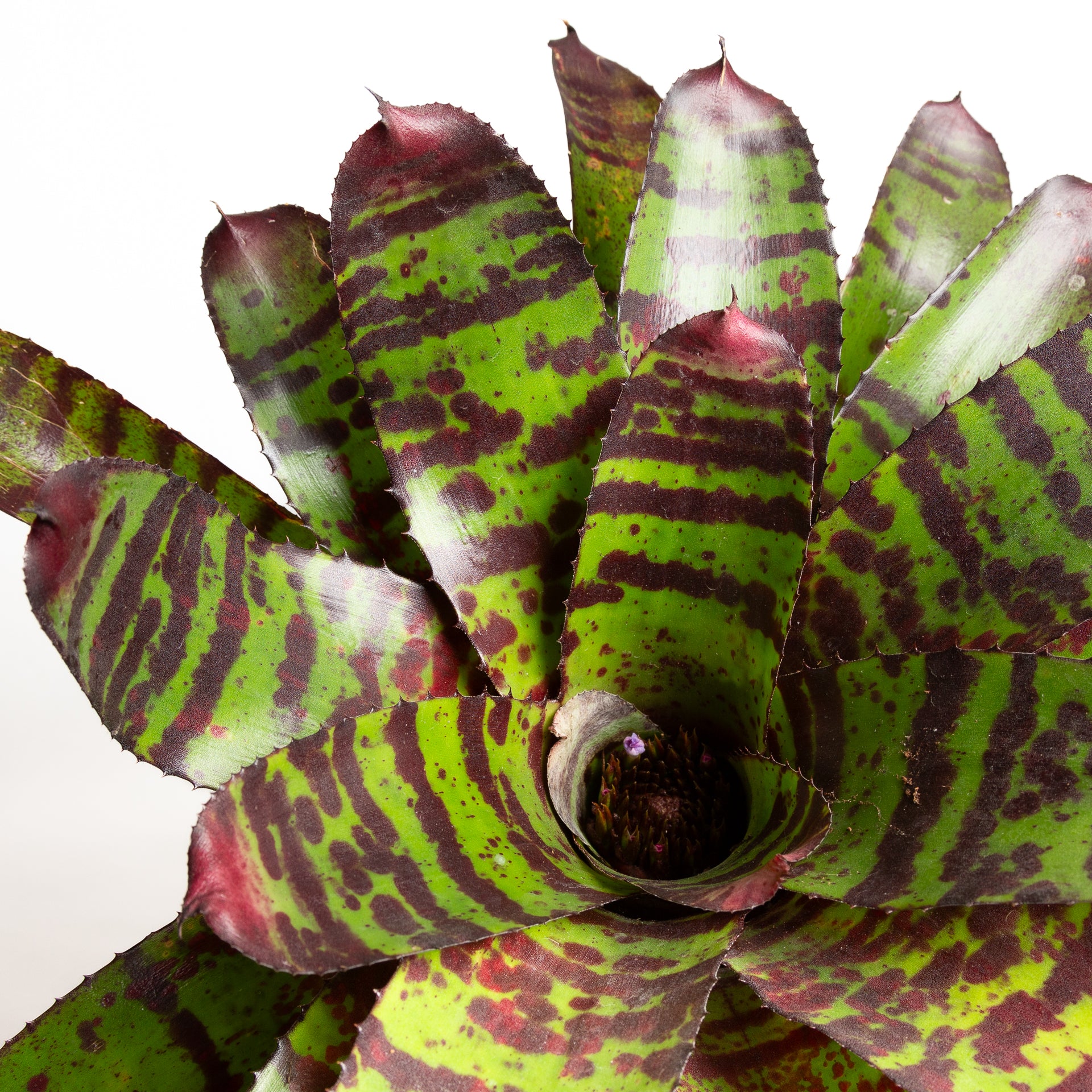 Bromeliad 'High Voltage' 8" - Urban Sprouts