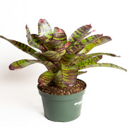 Bromeliad 'High Voltage' 8" - Urban Sprouts