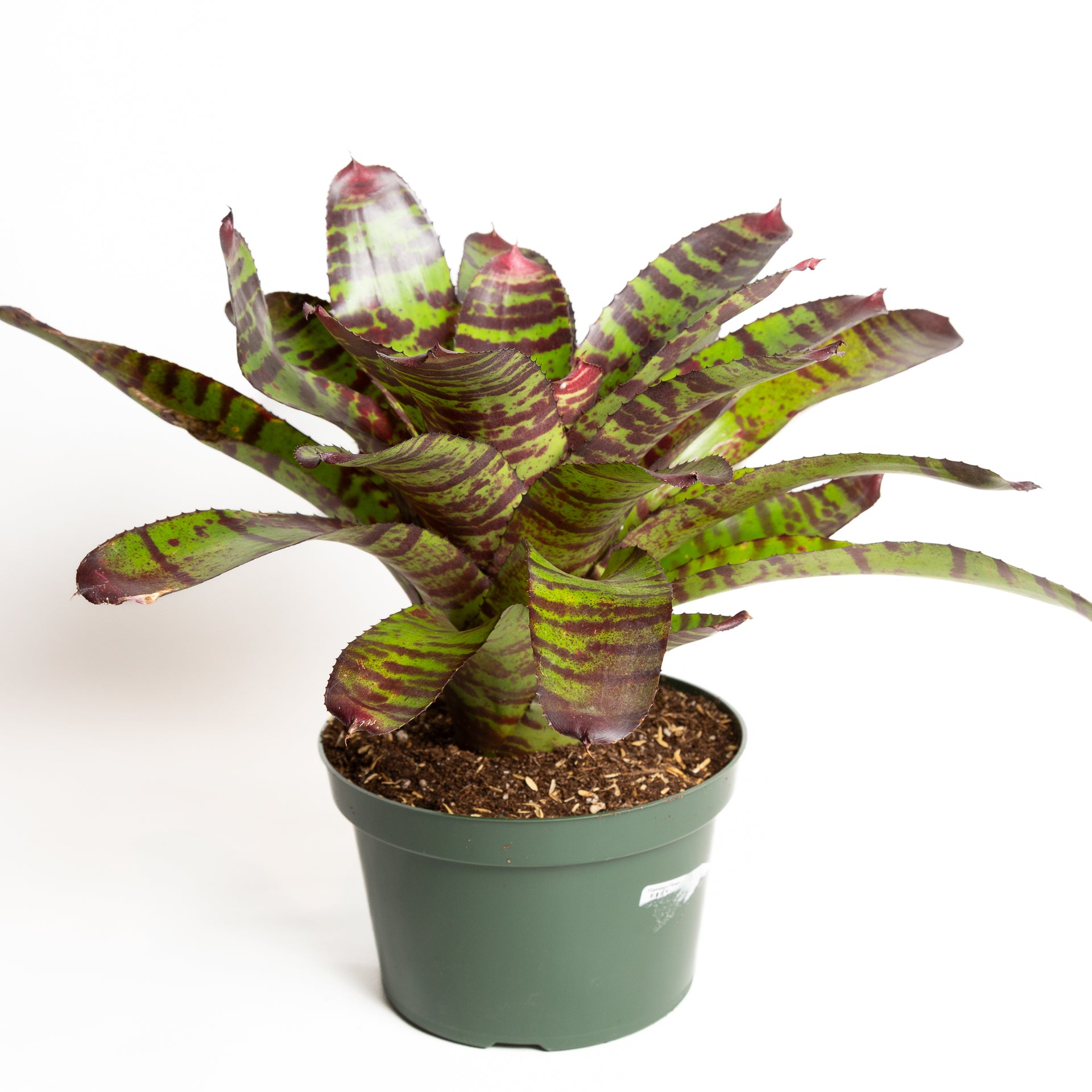 Bromeliad 'High Voltage' 8" - Urban Sprouts