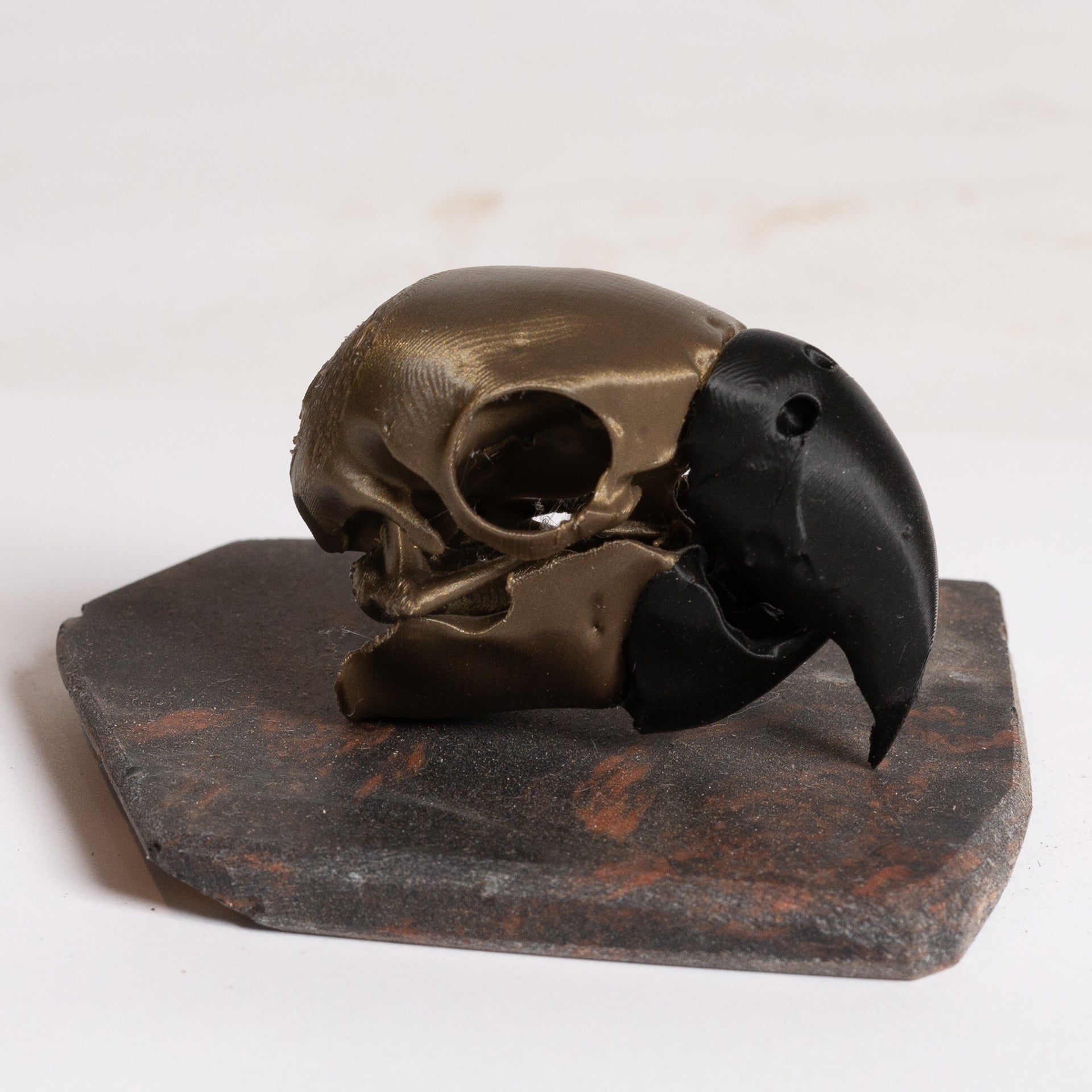 Bronze Parrot Skull - Urban Sprouts