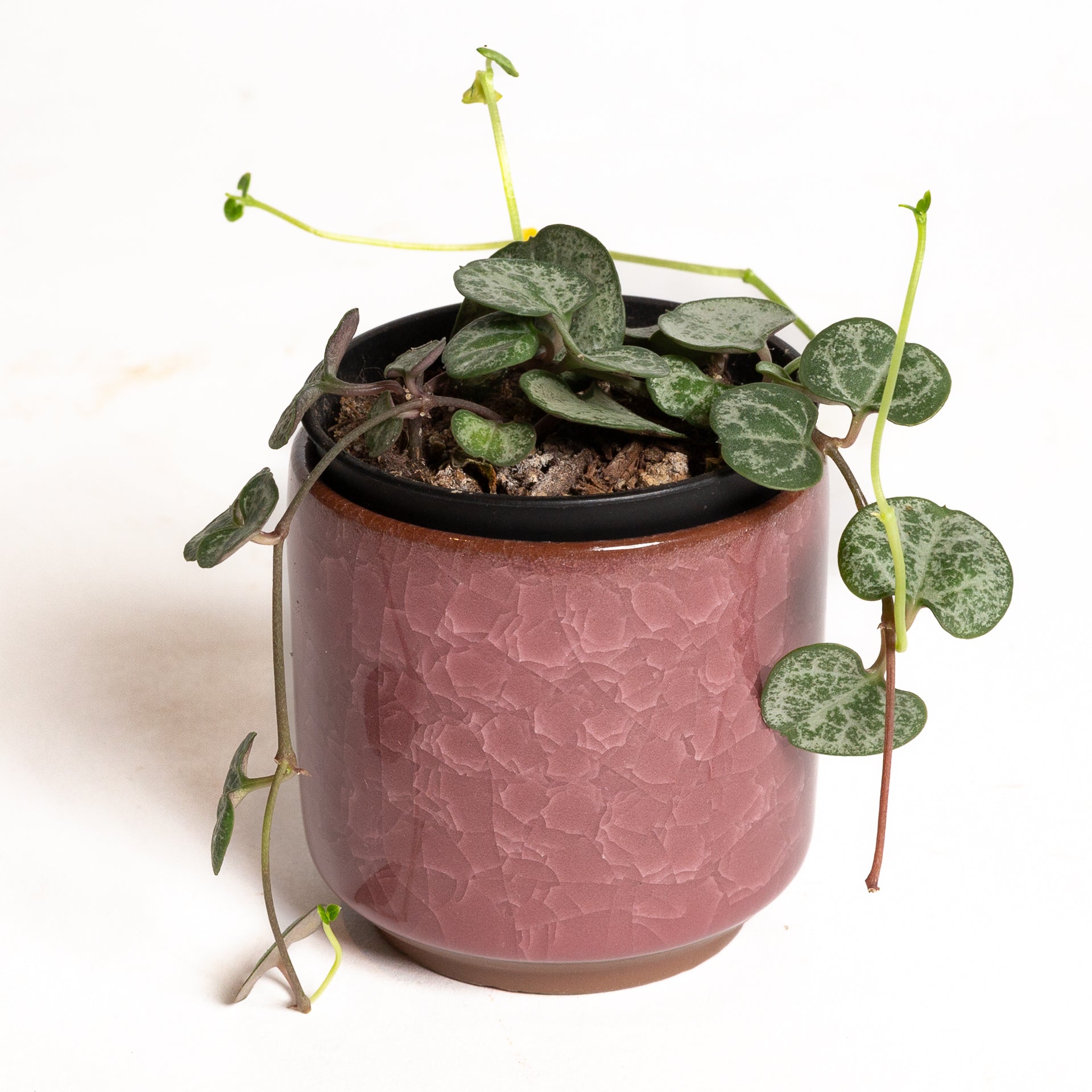 String Of Hearts 2" - Urban Sprouts