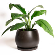Build Your Plant Setup (We'll Style it For You) - Urban Sprouts