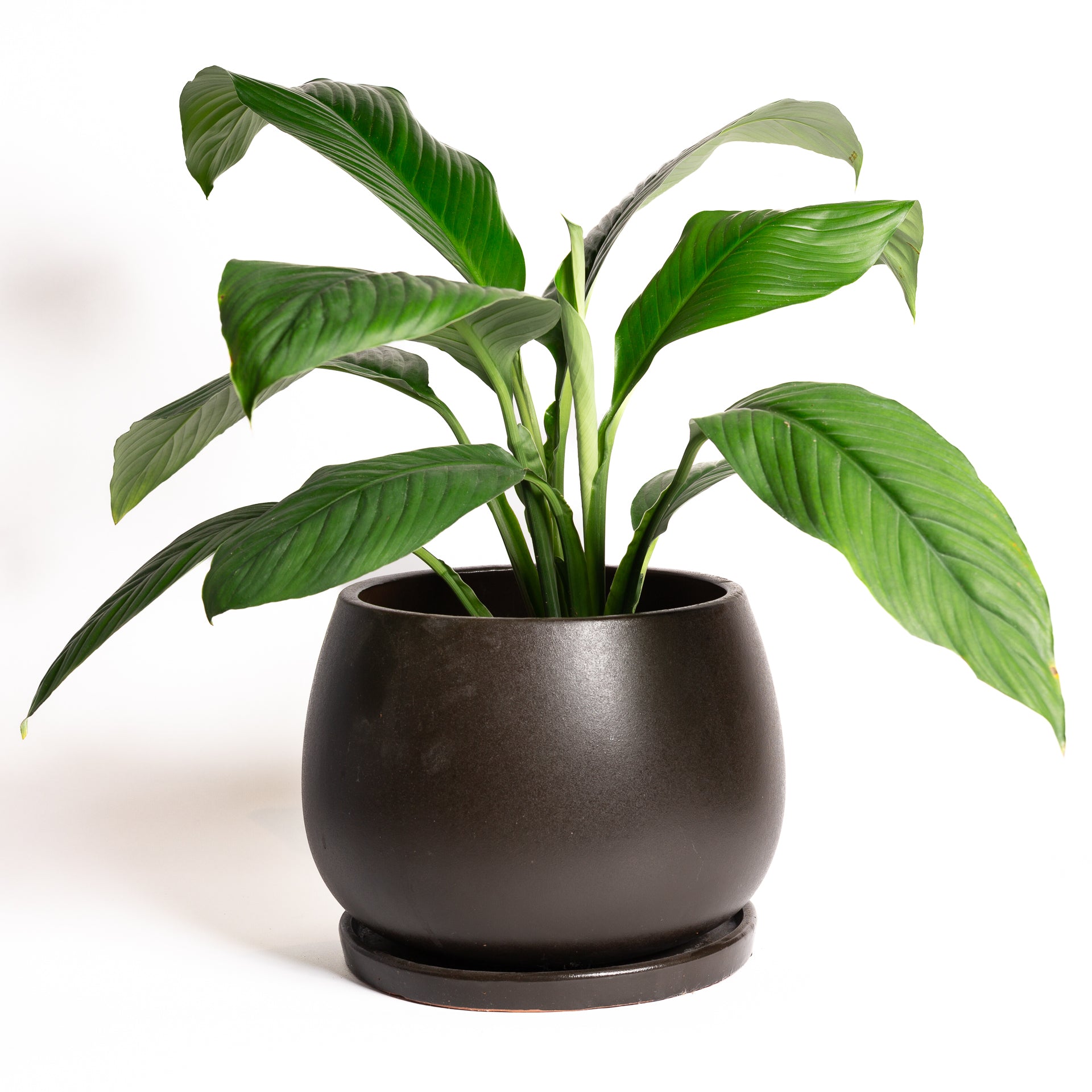 Build Your Plant Setup (We'll Style it For You) - Urban Sprouts