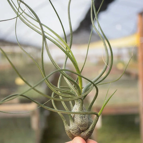Air Plant 'Butzii' 7-10" - Urban Sprouts