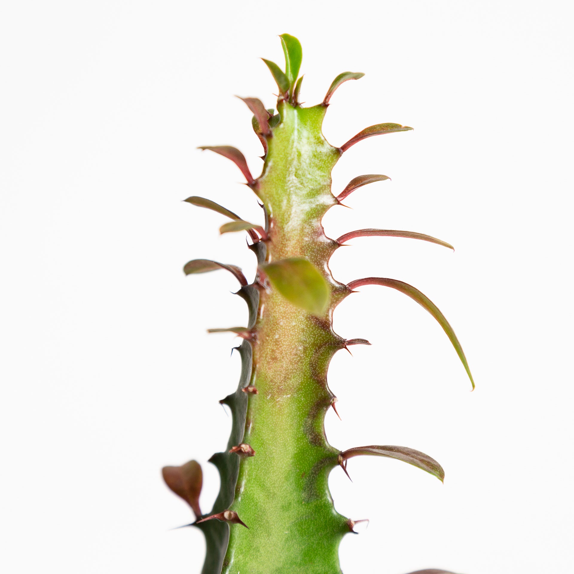 Cactus 'African Milk Tree - Rubra' 6" - Urban Sprouts