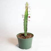 Cactus 'African Milk Tree - Rubra' 6" - Urban Sprouts