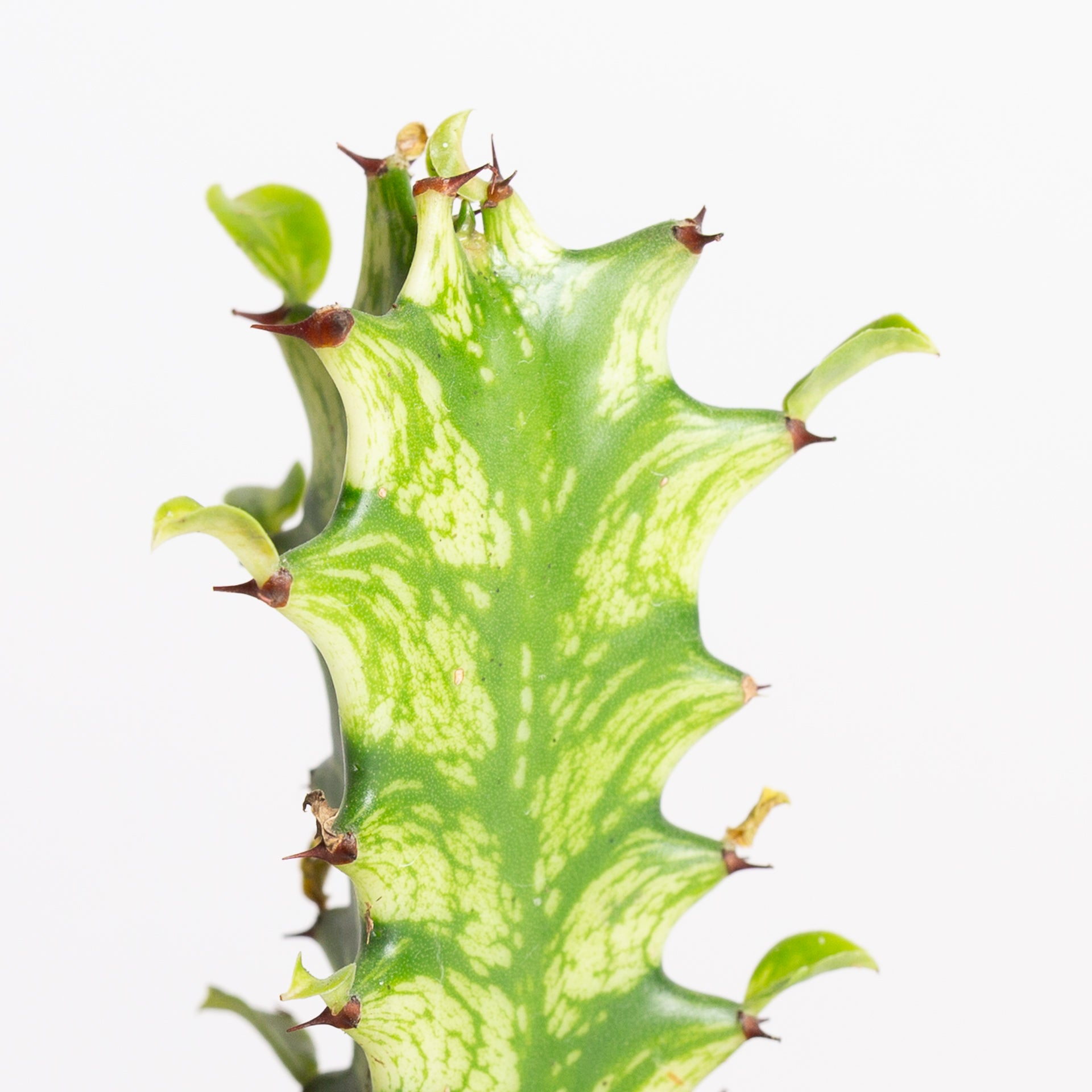 Cactus 'African Milk Tree - Variegated' 2"