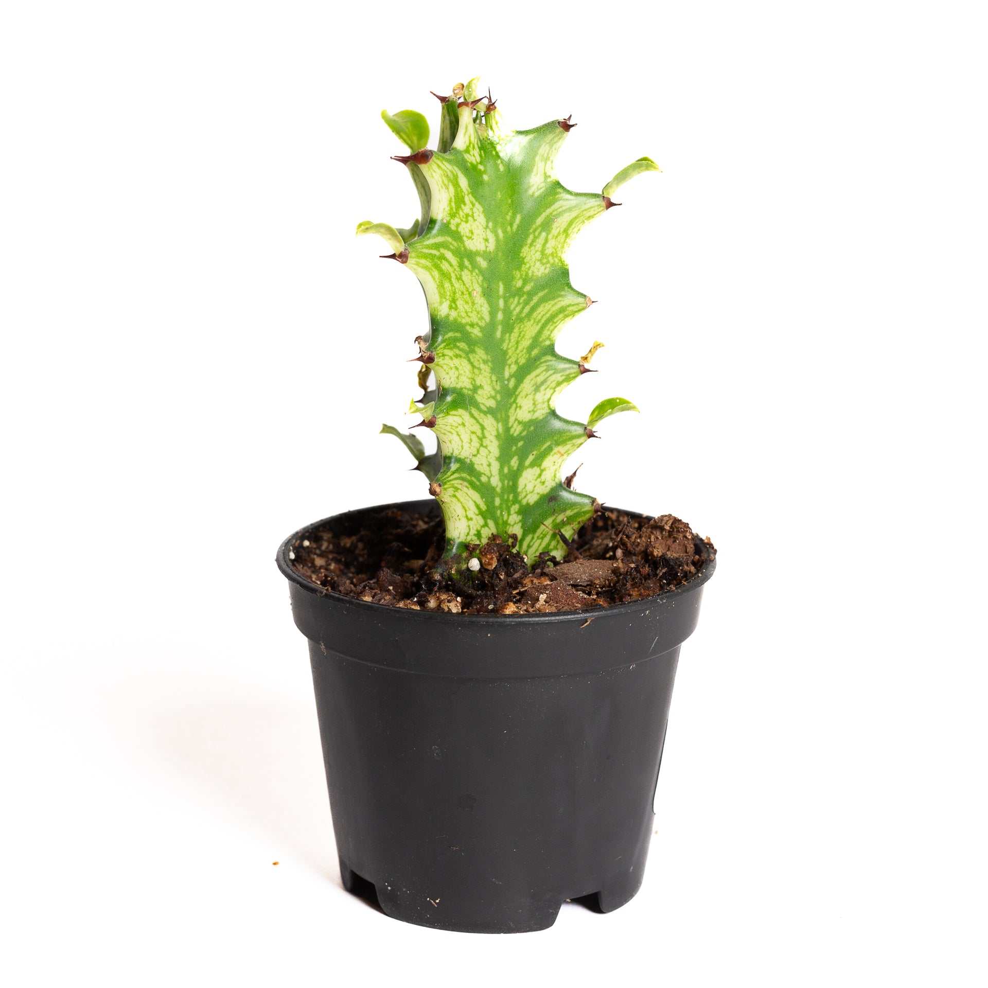 Cactus 'African Milk Tree - Variegated' 2"