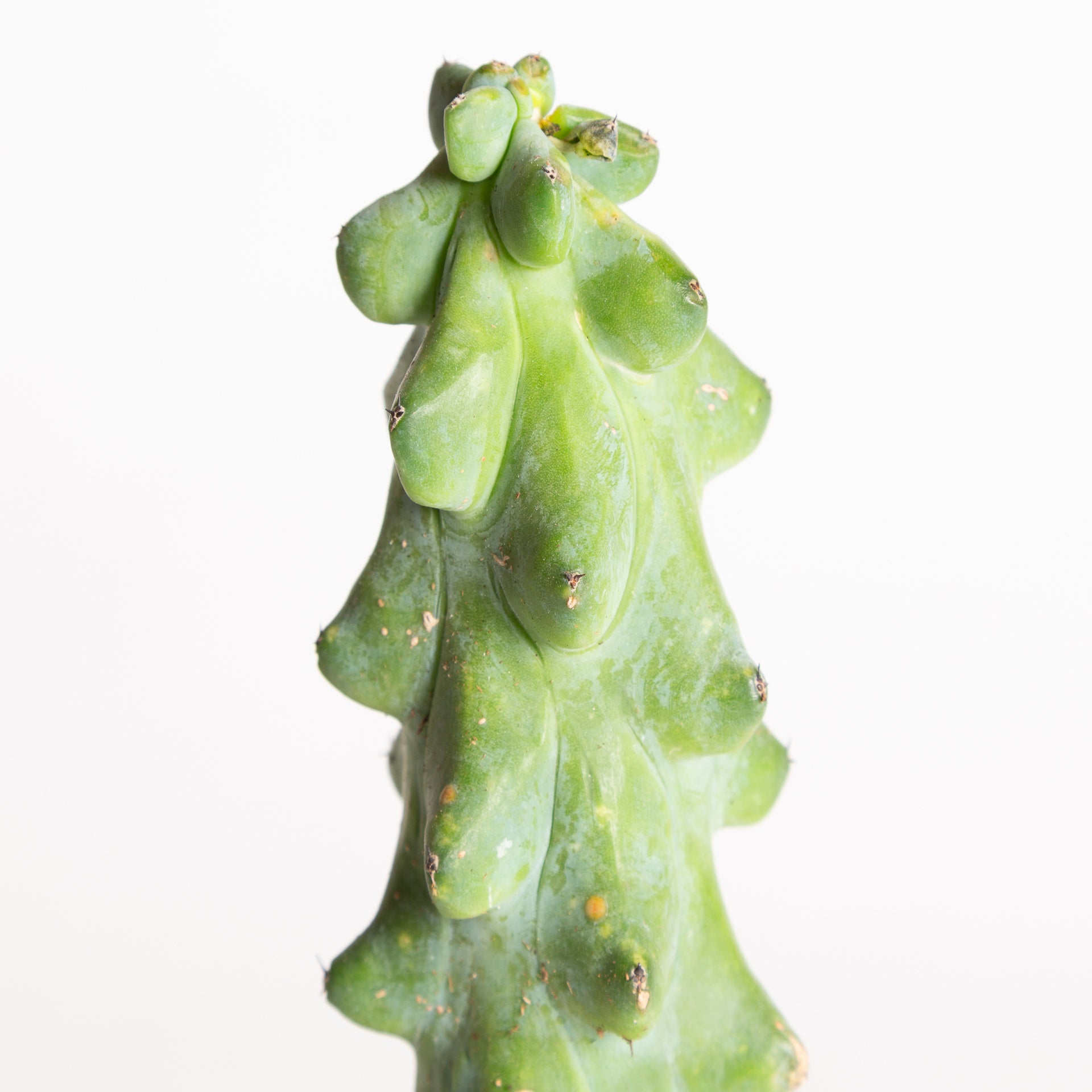 Cactus 'Boob' 4" - Urban Sprouts