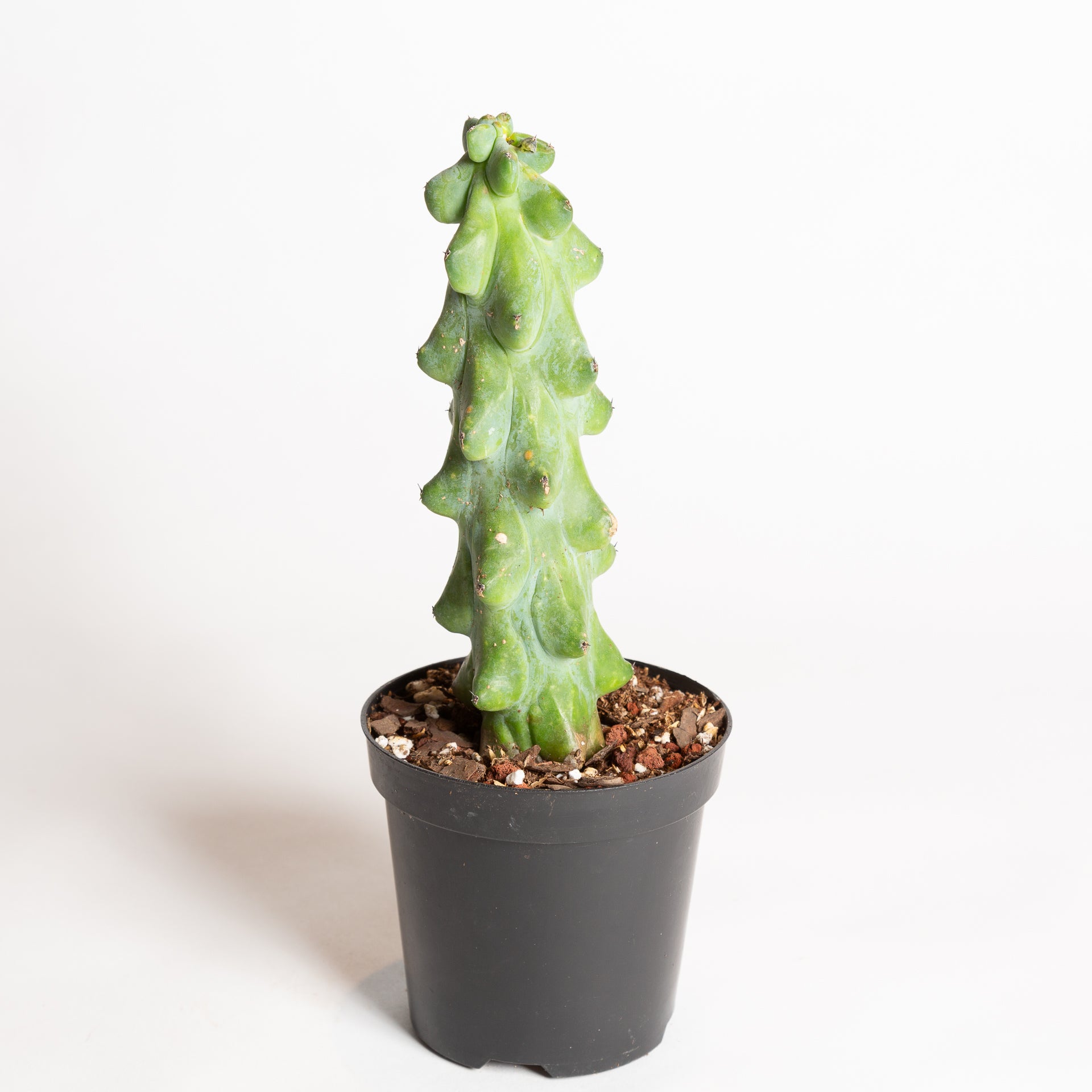 Cactus 'Boob' 4" - Urban Sprouts