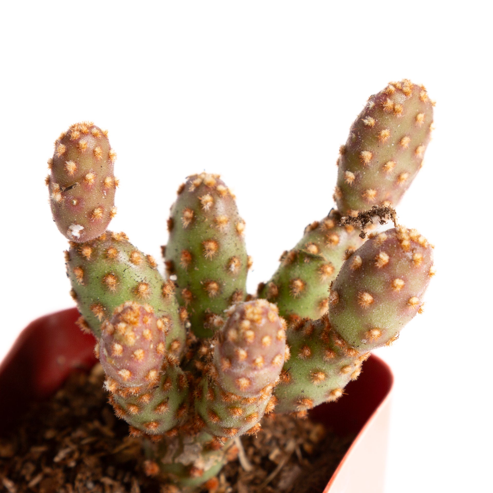 Cactus 'Bunny Ears - Cinnamon' 2" - Urban Sprouts