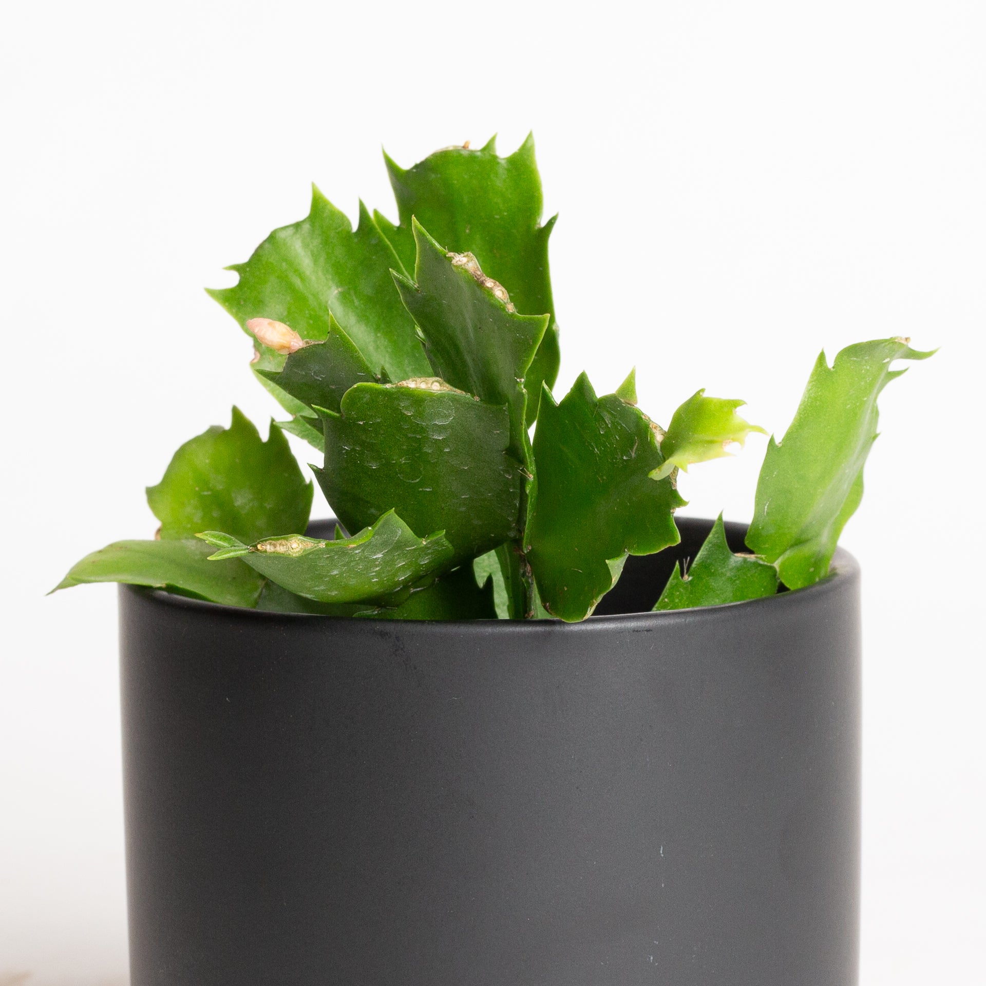 Cactus 'Christmas - Asst.' 4"