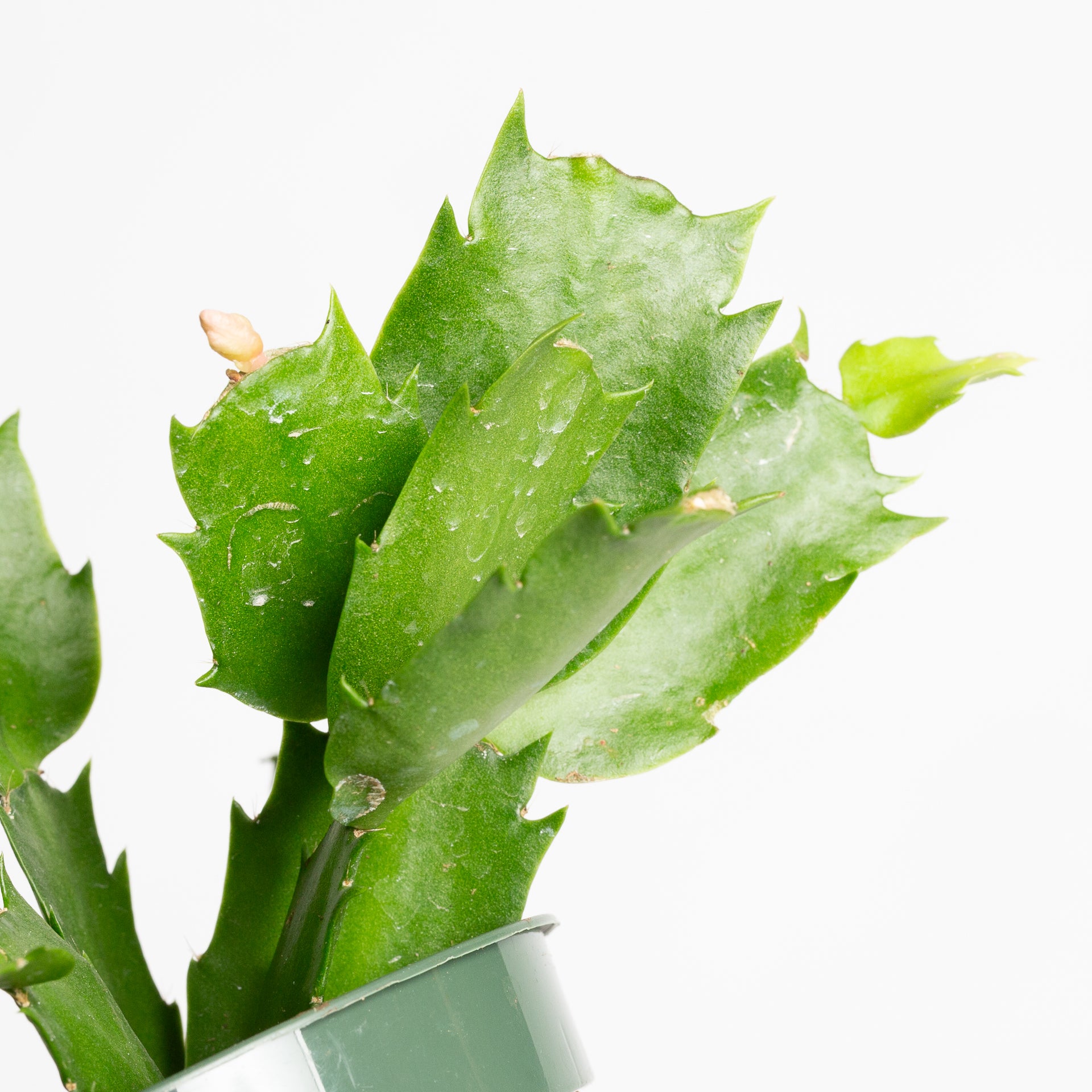 Cactus 'Christmas - Asst.' 4"