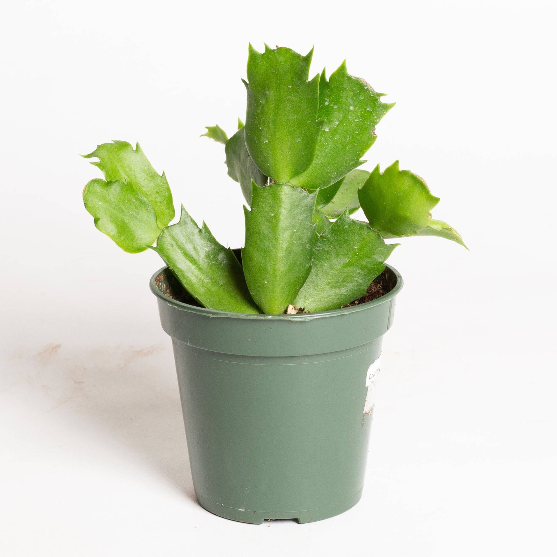 Cactus 'Christmas - Asst.' 4"