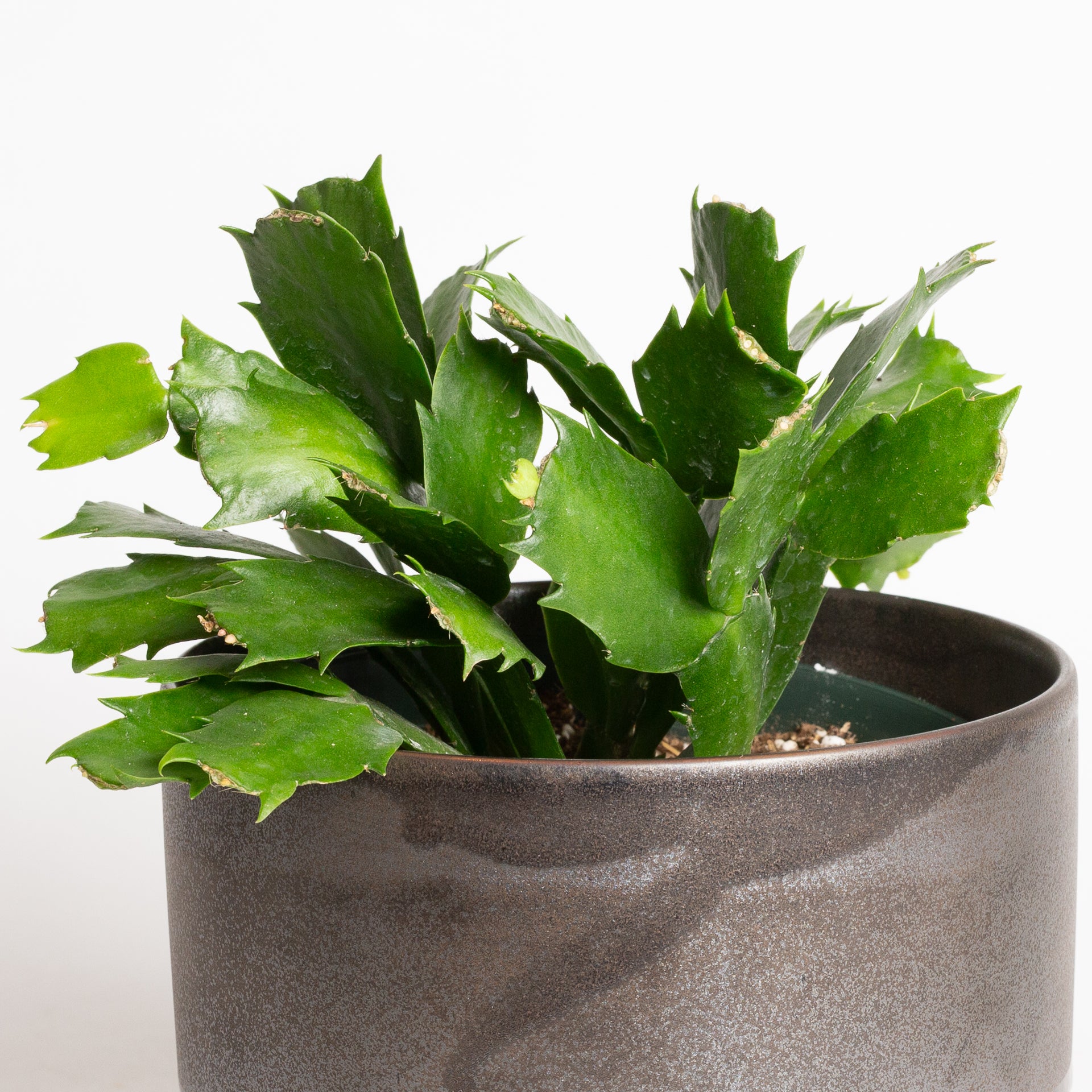 Cactus 'Christmas - Asst.' 6"