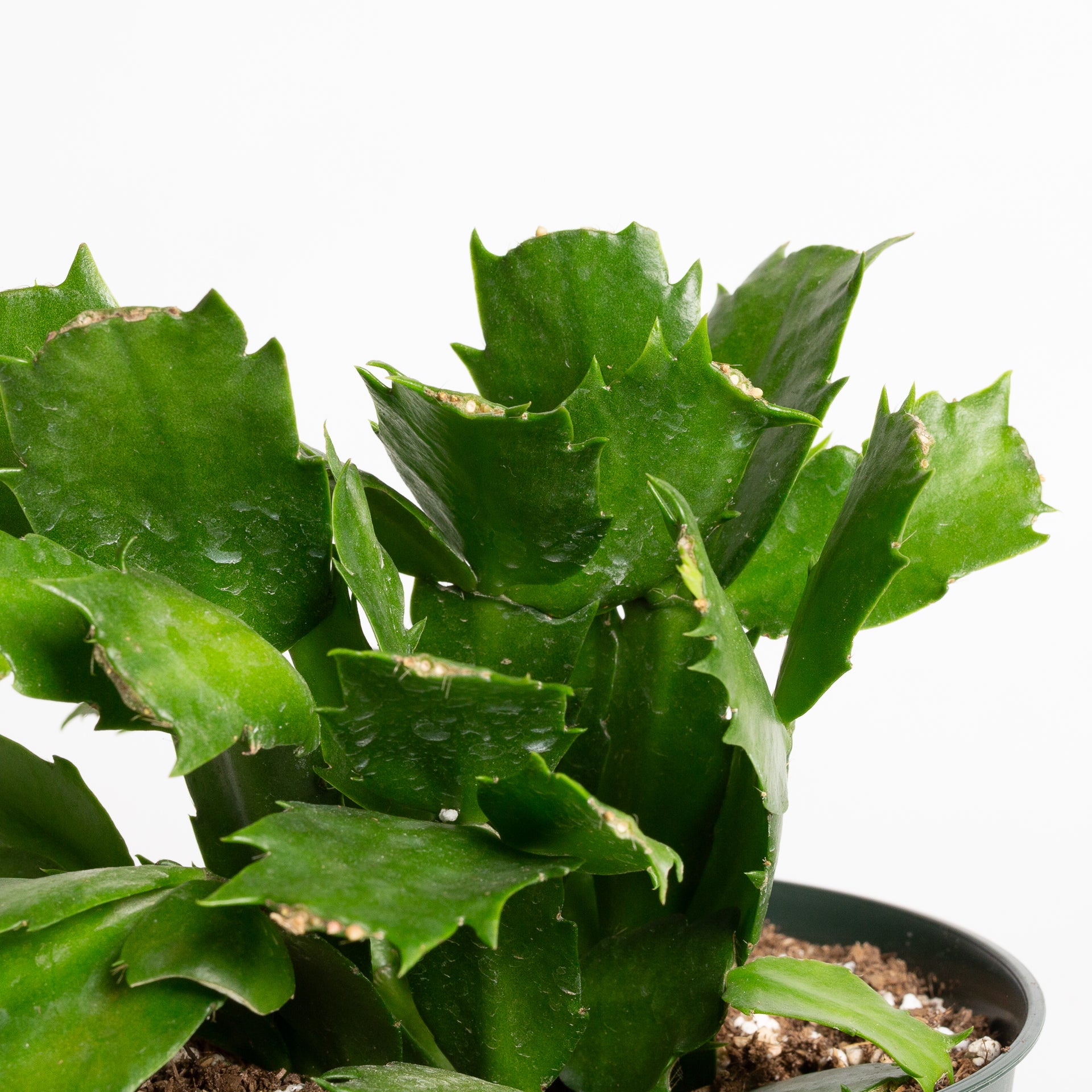 Cactus 'Christmas - Asst.' 6"