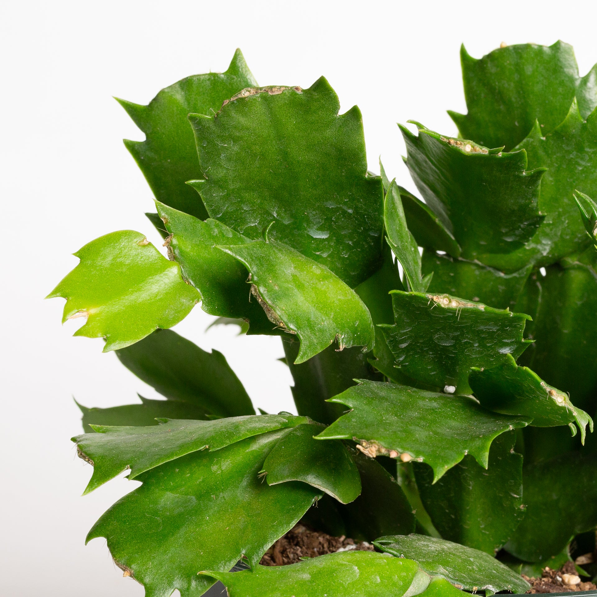 Cactus 'Christmas - Asst.' 6"