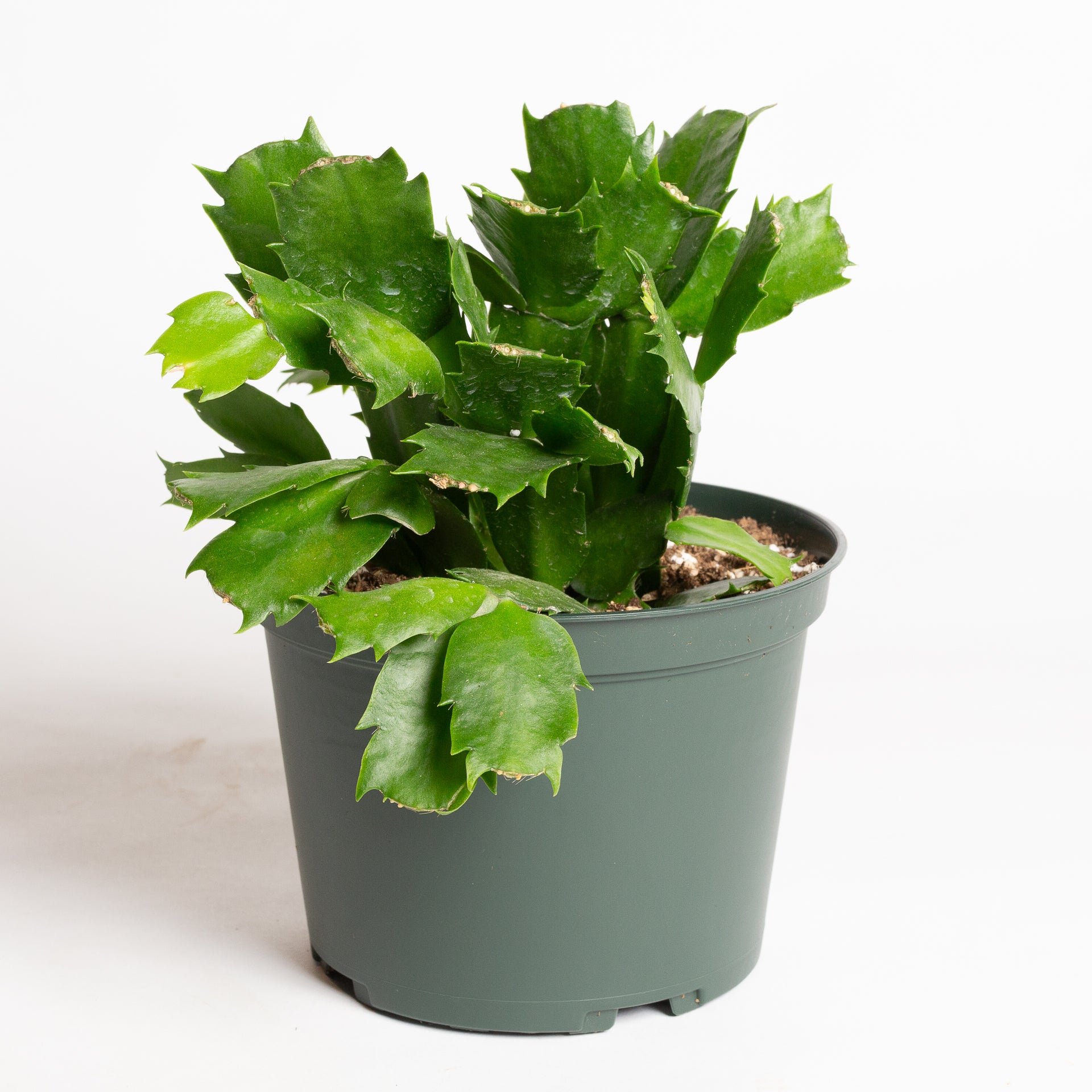 Cactus 'Christmas - Asst.' 6"