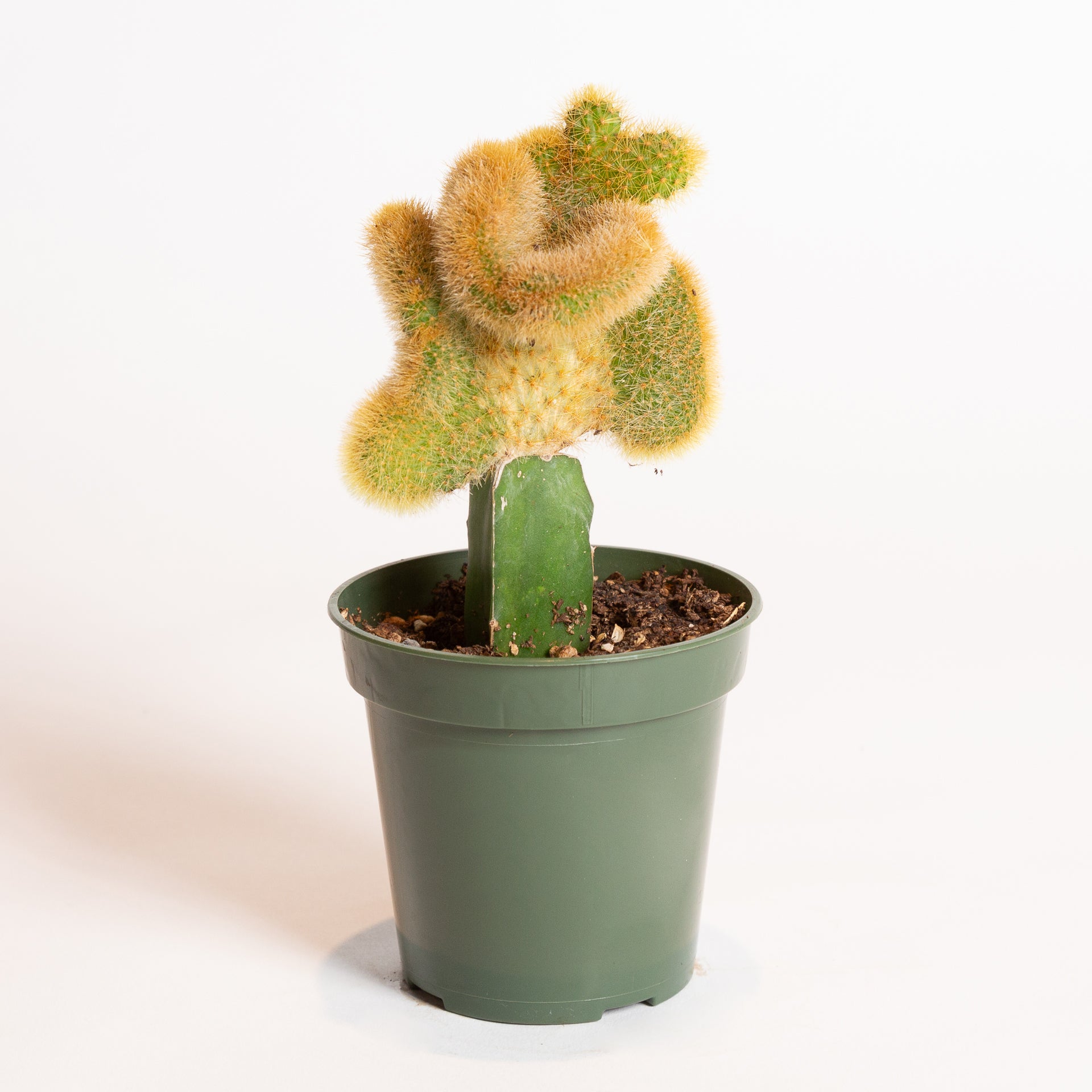 Cactus 'Coral - Grafted' 4" - Urban Sprouts