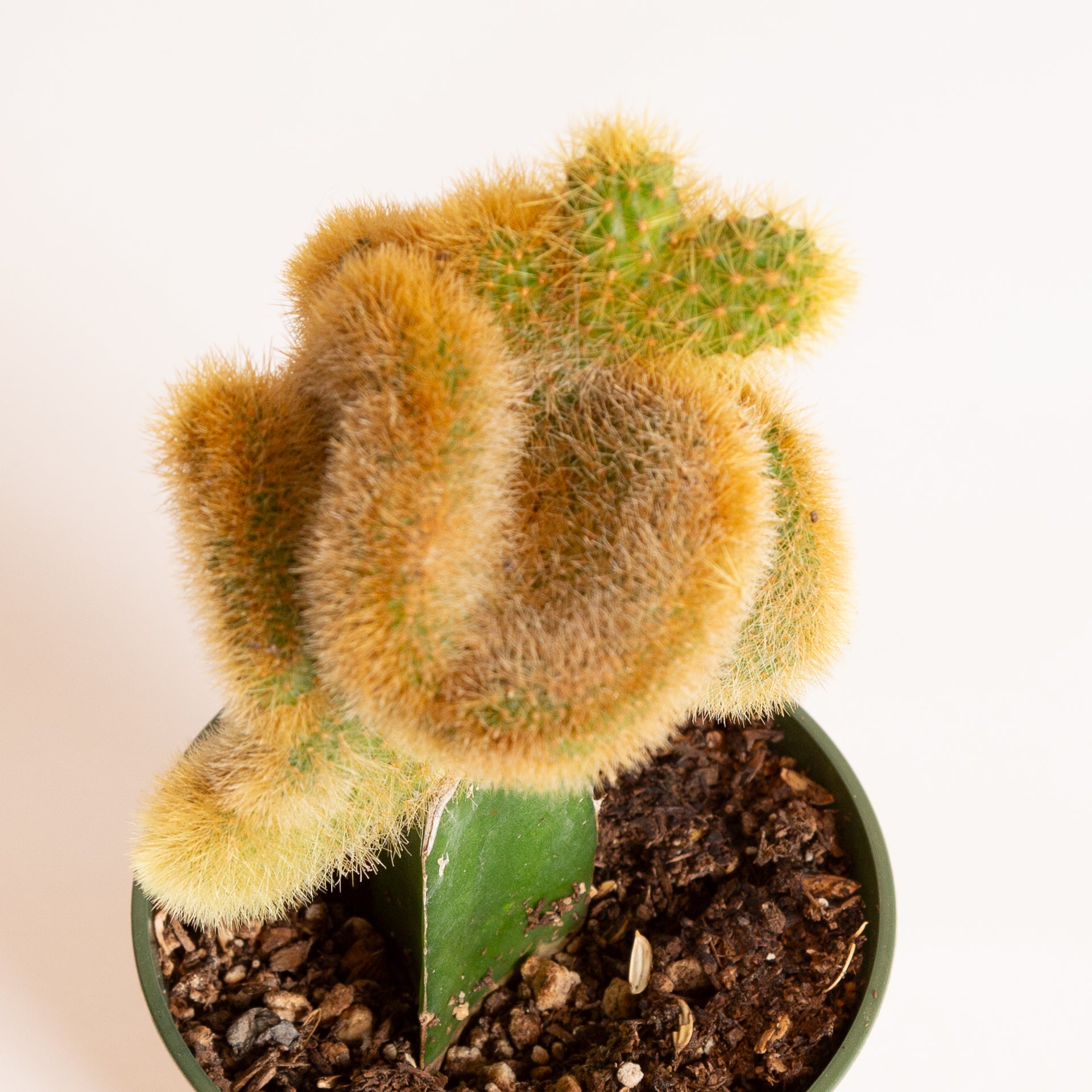 Cactus 'Coral - Grafted' 4" - Urban Sprouts