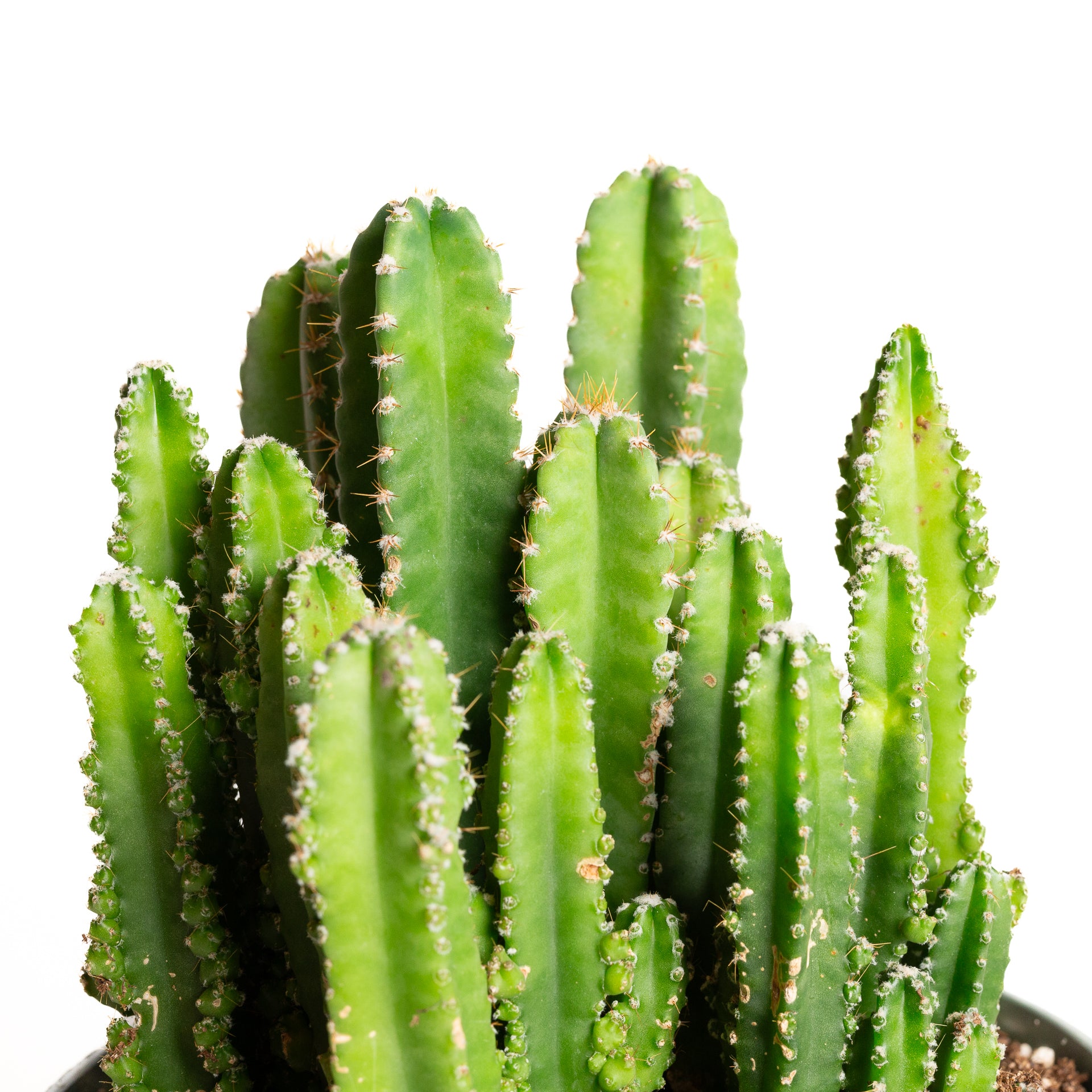 Cactus 'Fairy Castle' 8" - Urban Sprouts