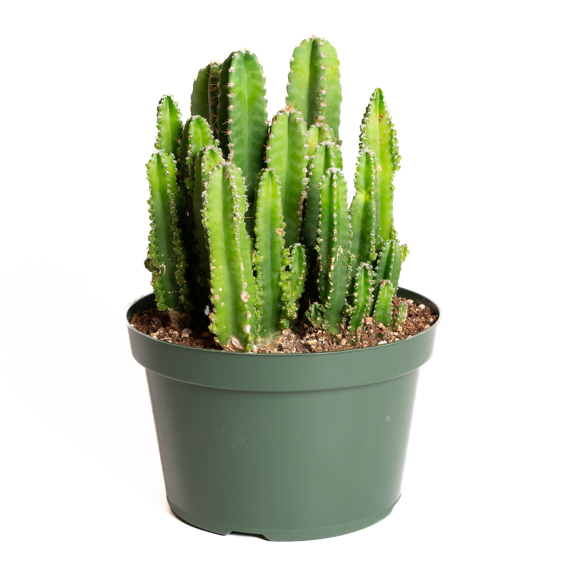 Cactus 'Fairy Castle' 8" - Urban Sprouts