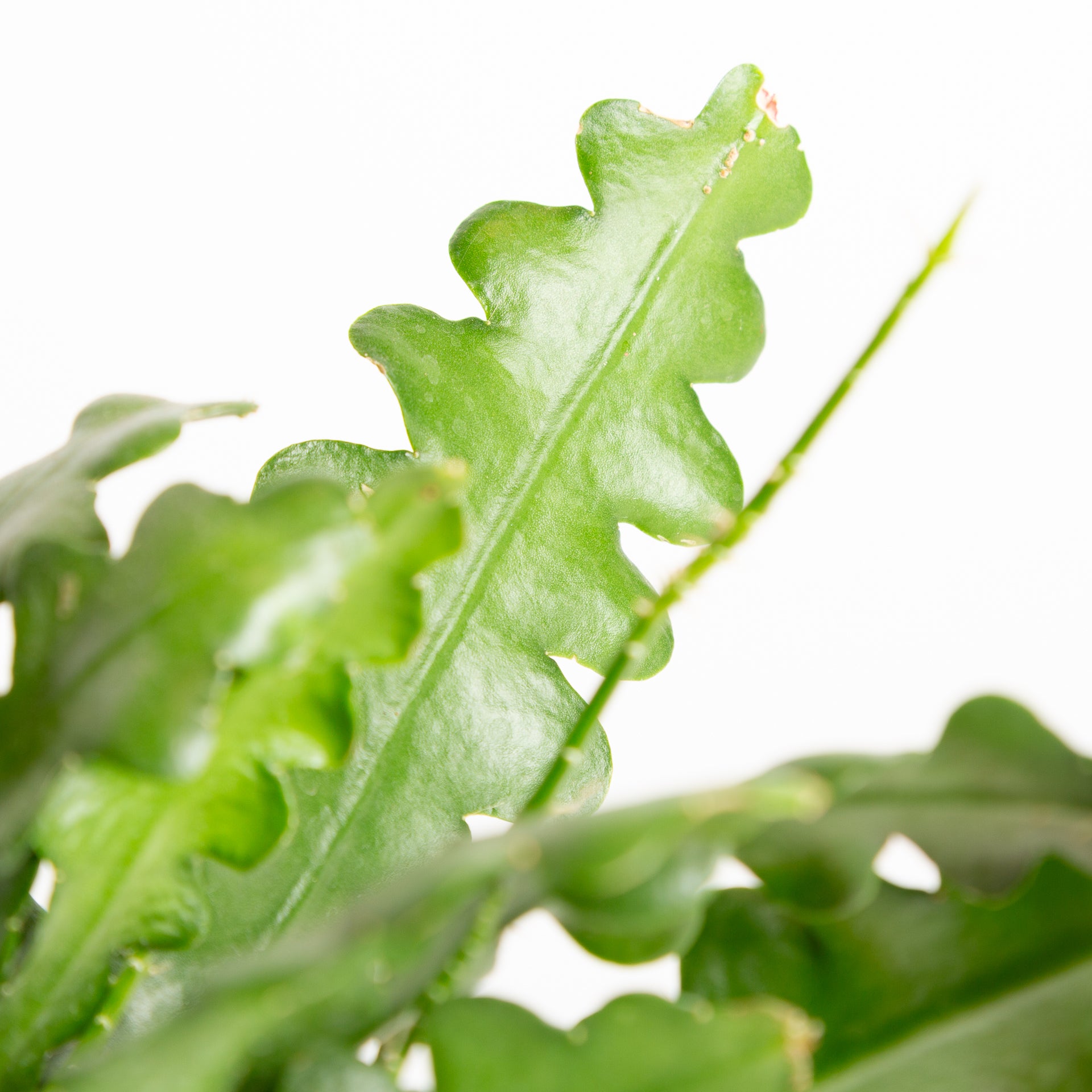 Cactus 'Fishbone' 6" - Urban Sprouts