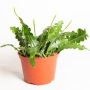 Cactus 'Fishbone' 6" - Urban Sprouts