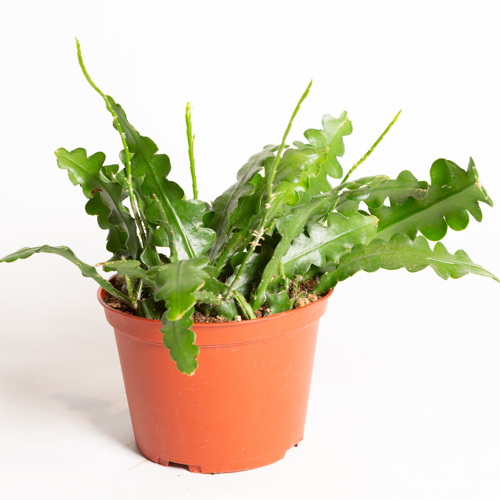 Cactus 'Fishbone' 6" - Urban Sprouts