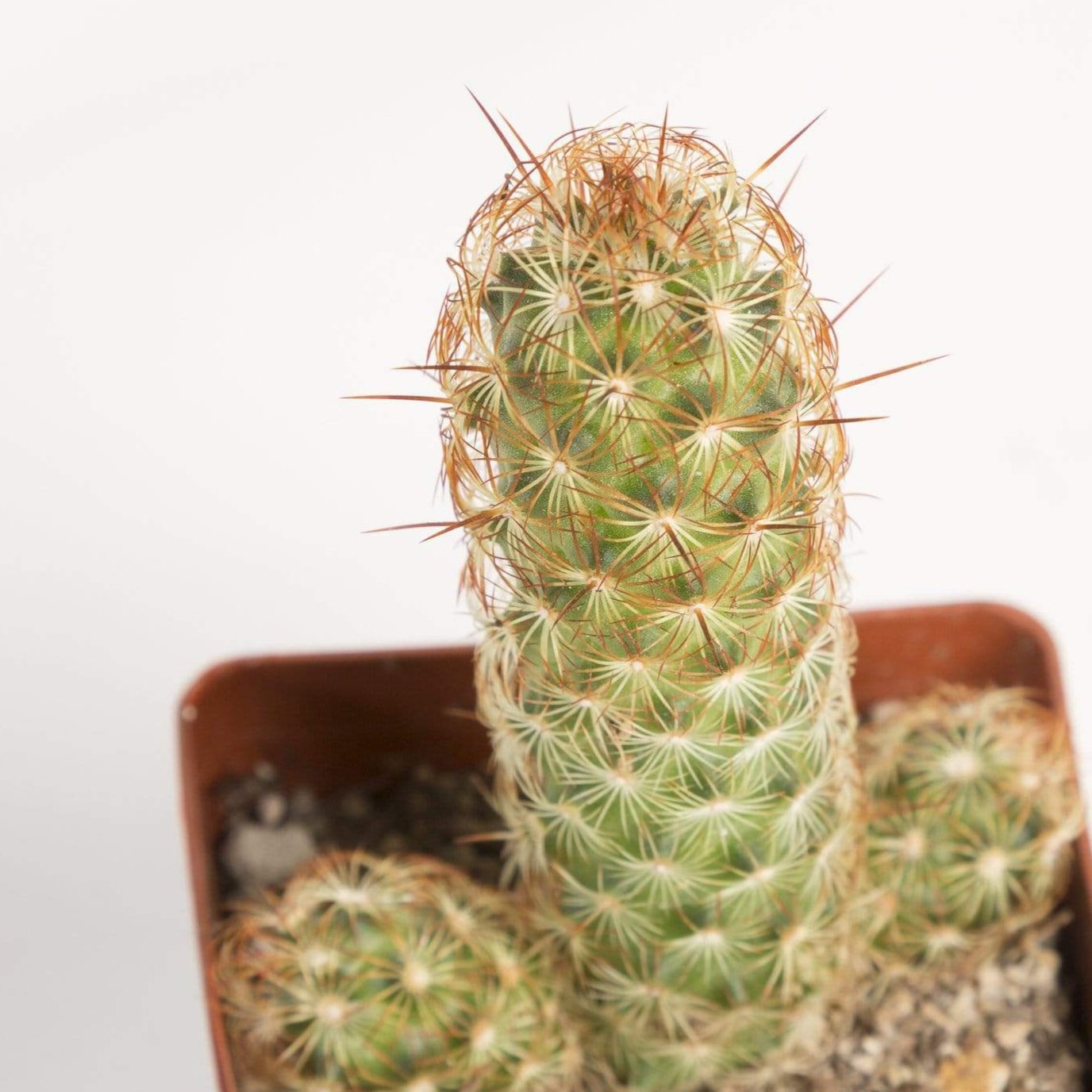 Cactus 'Gold Lace' 4" - Urban Sprouts