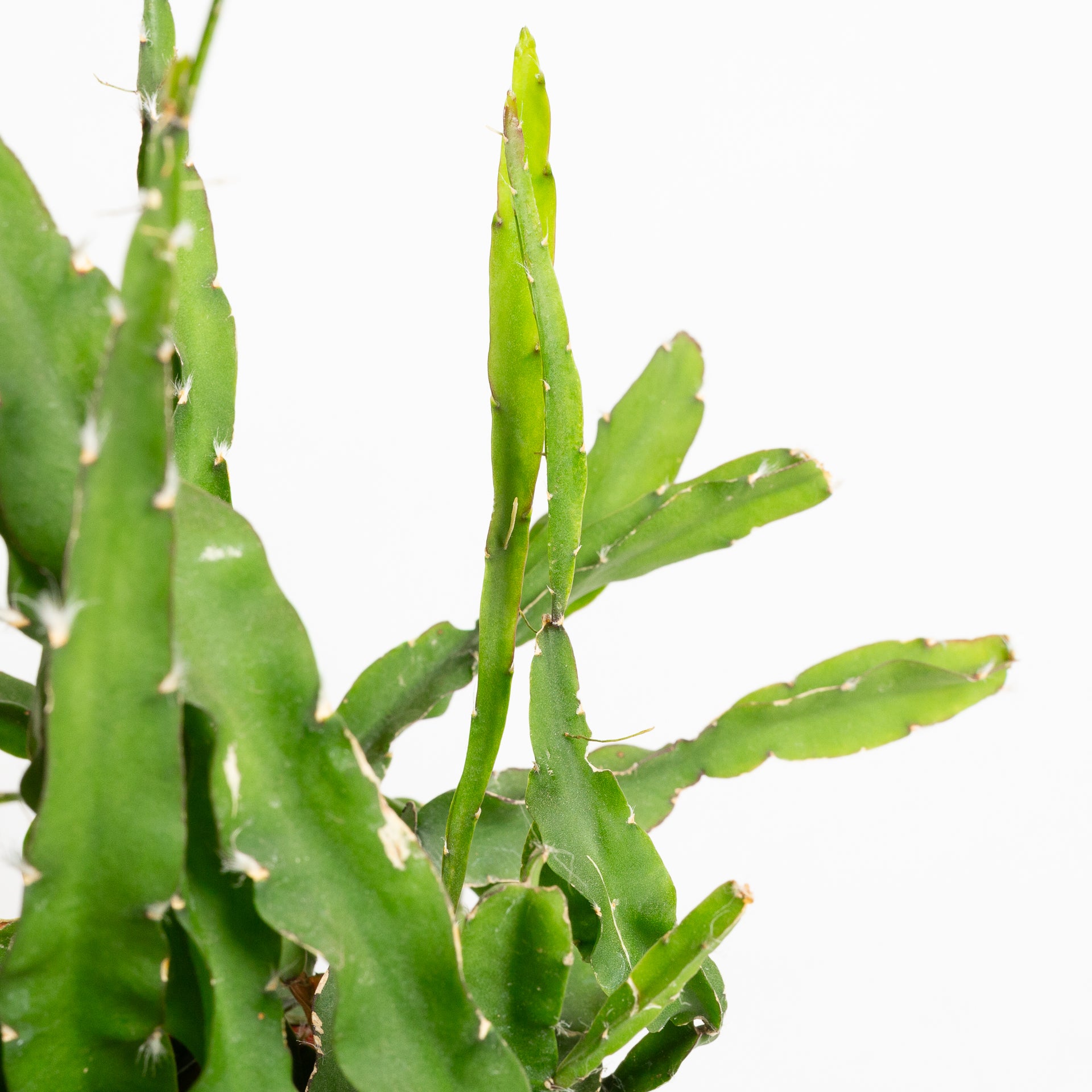 Cactus 'Hurricane' 6" - Urban Sprouts