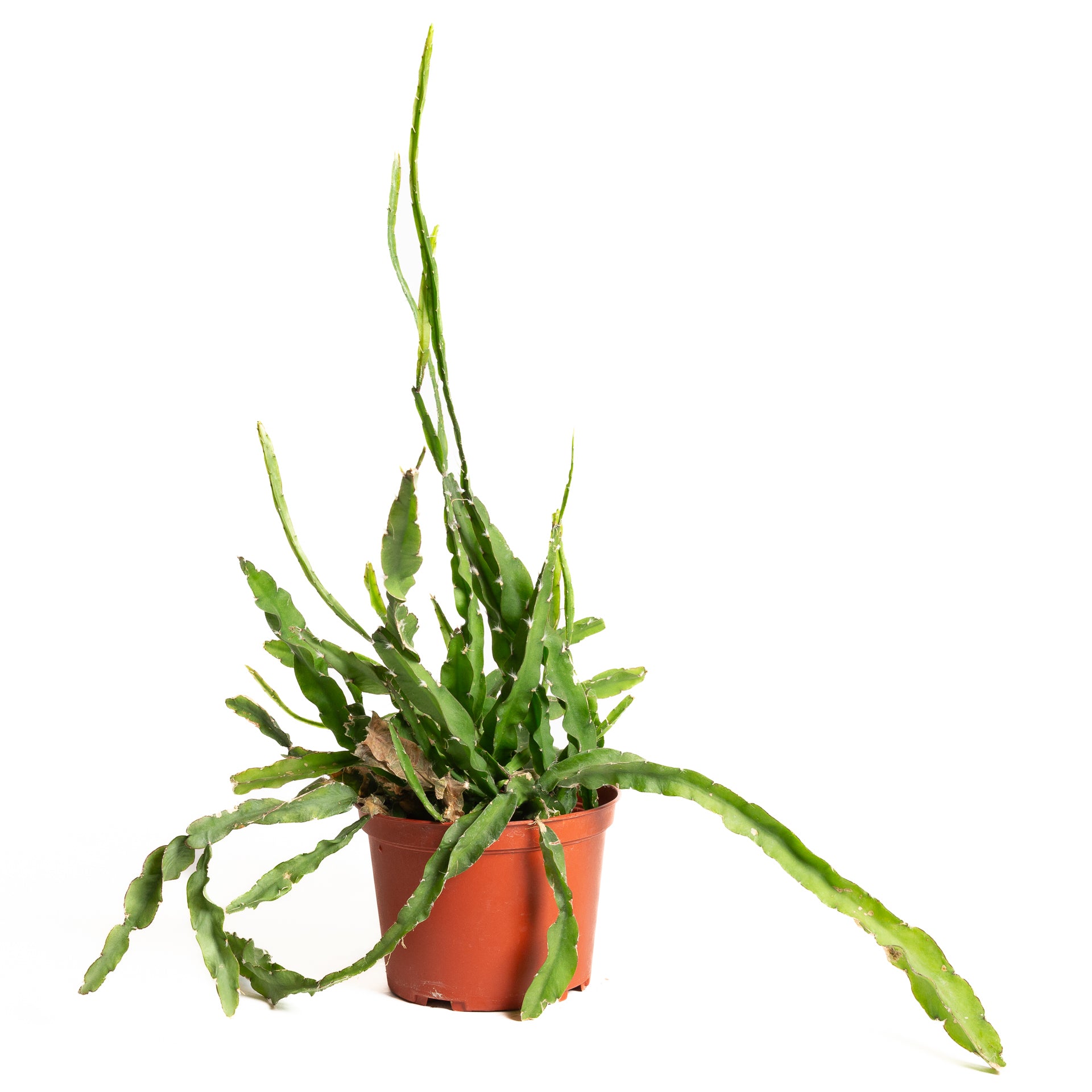 Cactus 'Hurricane' 6" - Urban Sprouts