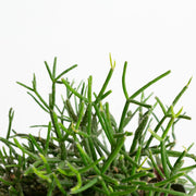 Cactus 'Mistletoe - Rhipsalis' Asst 4" - Urban Sprouts
