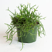 Cactus 'Mistletoe - Rhipsalis' Asst 4" - Urban Sprouts