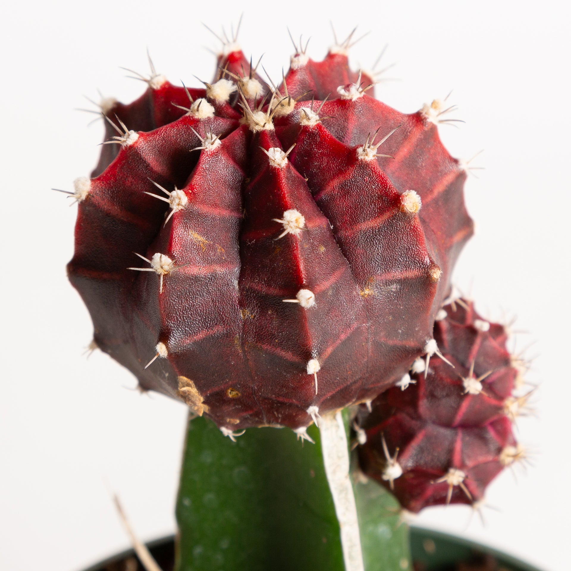 Cactus 'Moon - Purple' 4" - Urban Sprouts