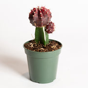 Cactus 'Moon - Purple' 4" - Urban Sprouts