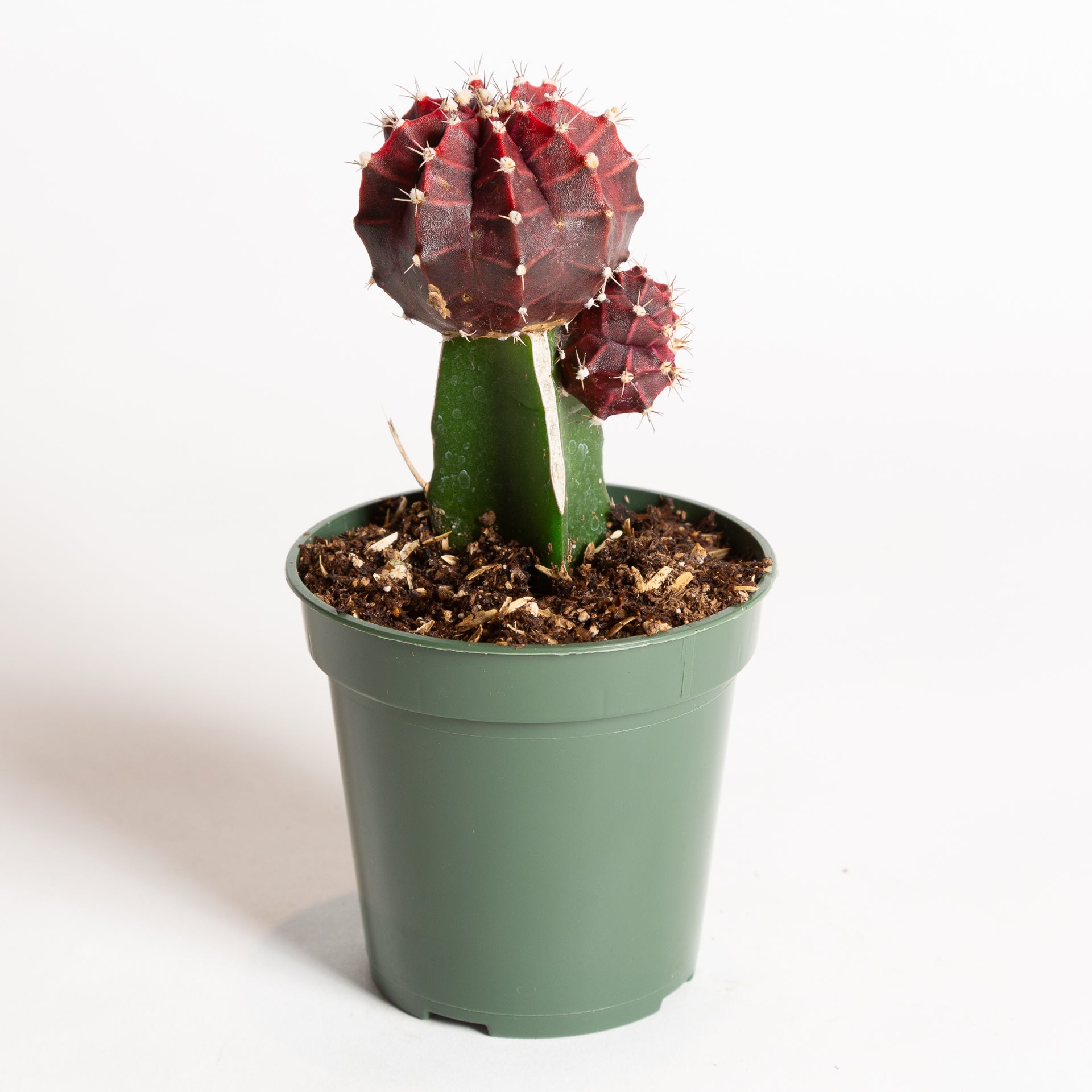 Cactus 'Moon - Purple' 4" - Urban Sprouts