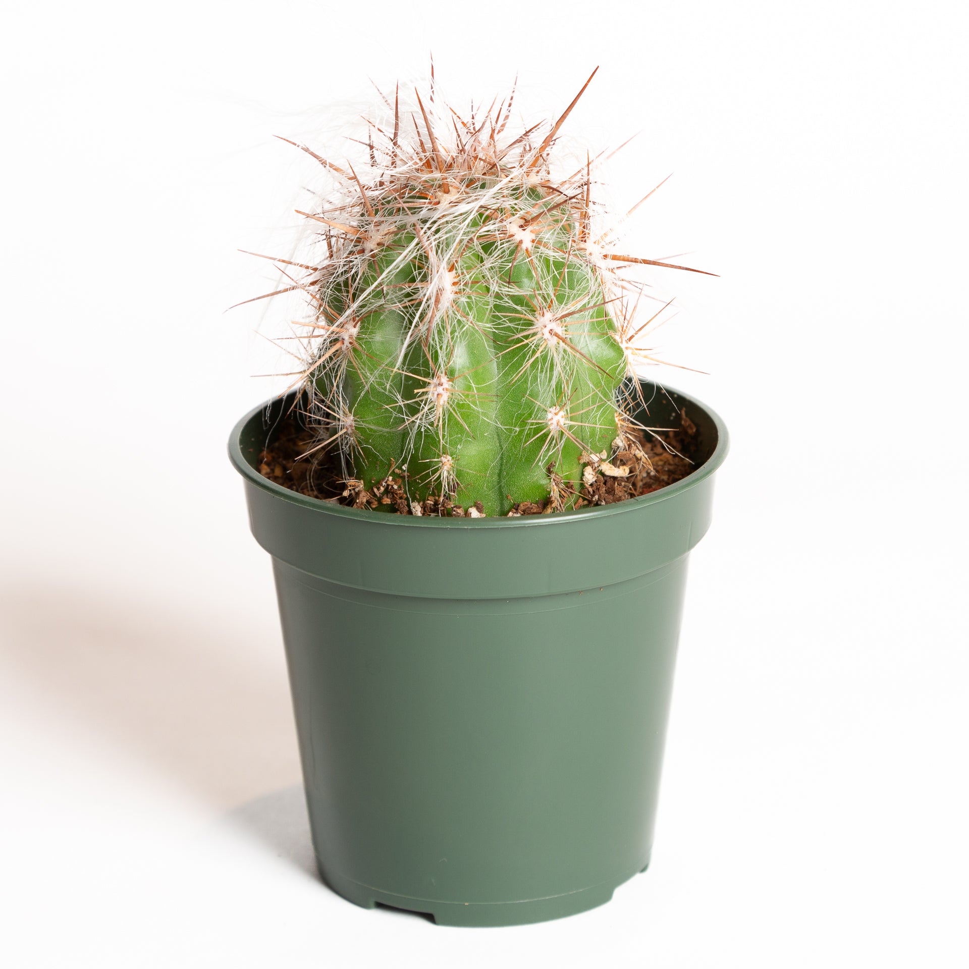 Cactus 'Old Man of the Andes' 4" - Urban Sprouts