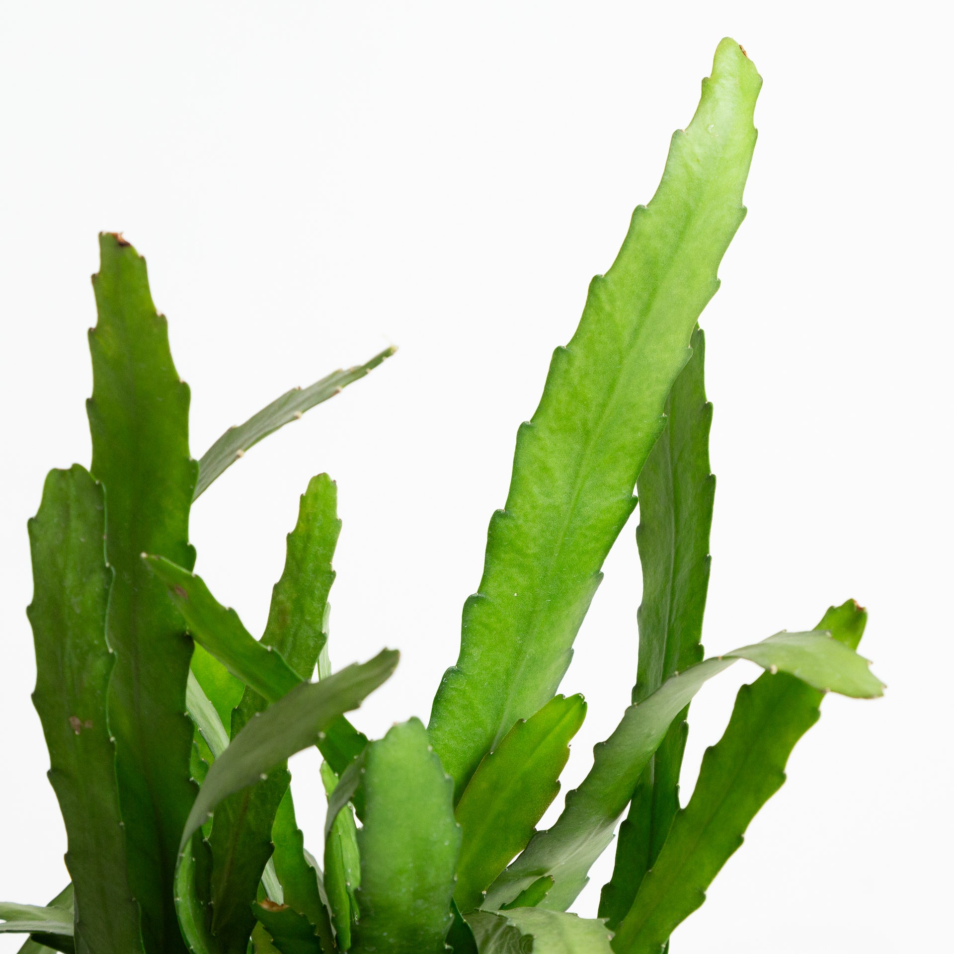 Cactus 'Orchid - Golden' 6" - Urban Sprouts