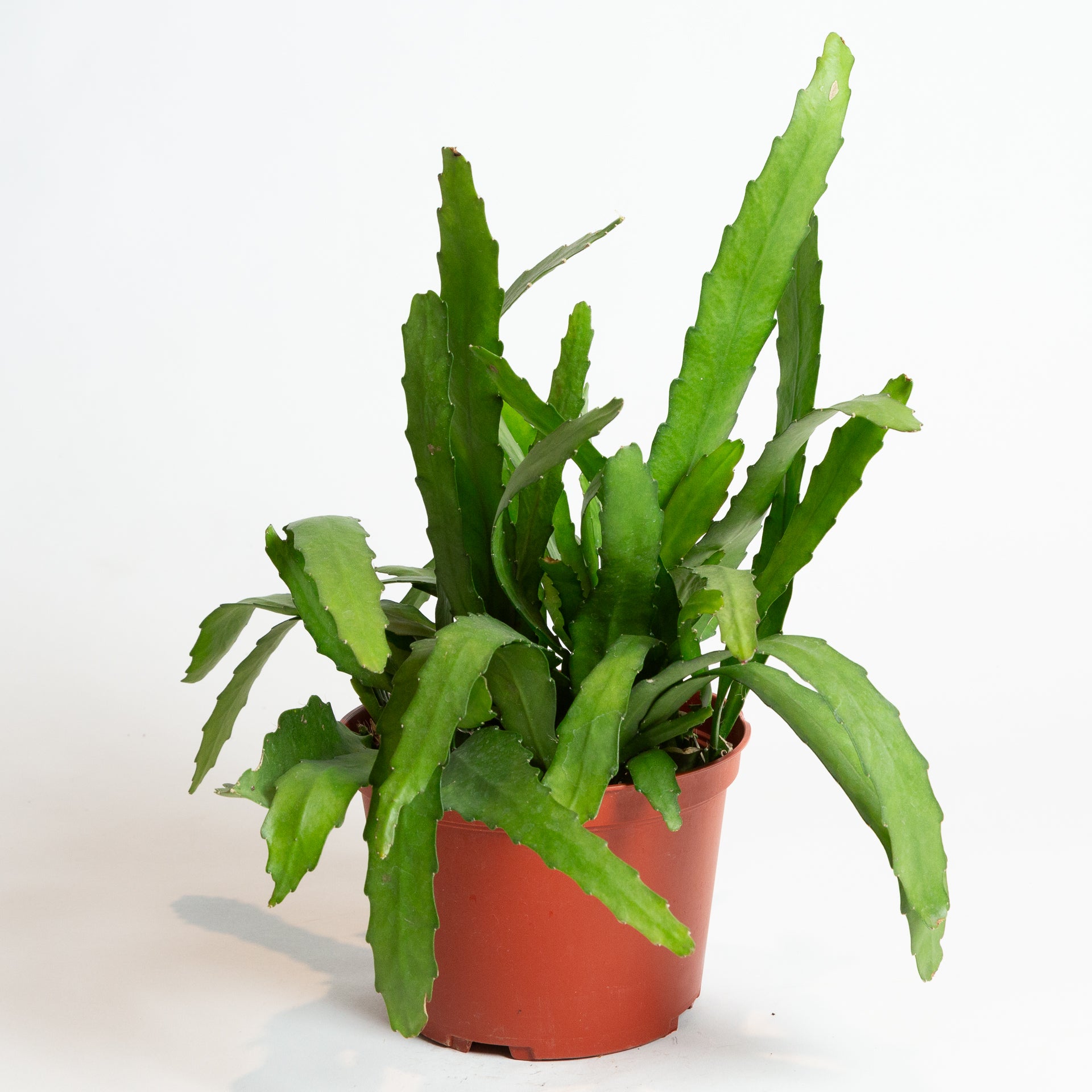 Cactus 'Orchid - Golden' 6" - Urban Sprouts