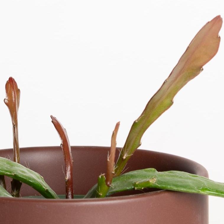 Cactus 'Orchid - Hookeri' 4" - Urban Sprouts