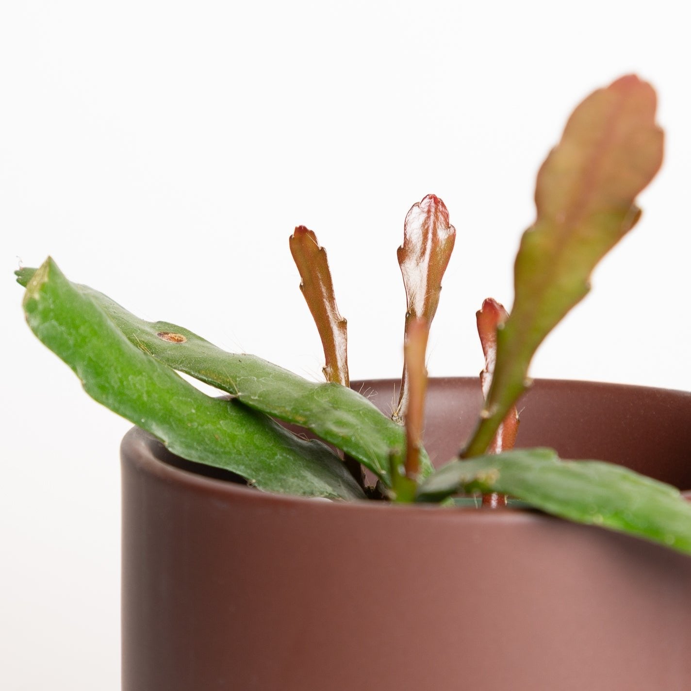 Cactus 'Orchid - Hookeri' 4" - Urban Sprouts